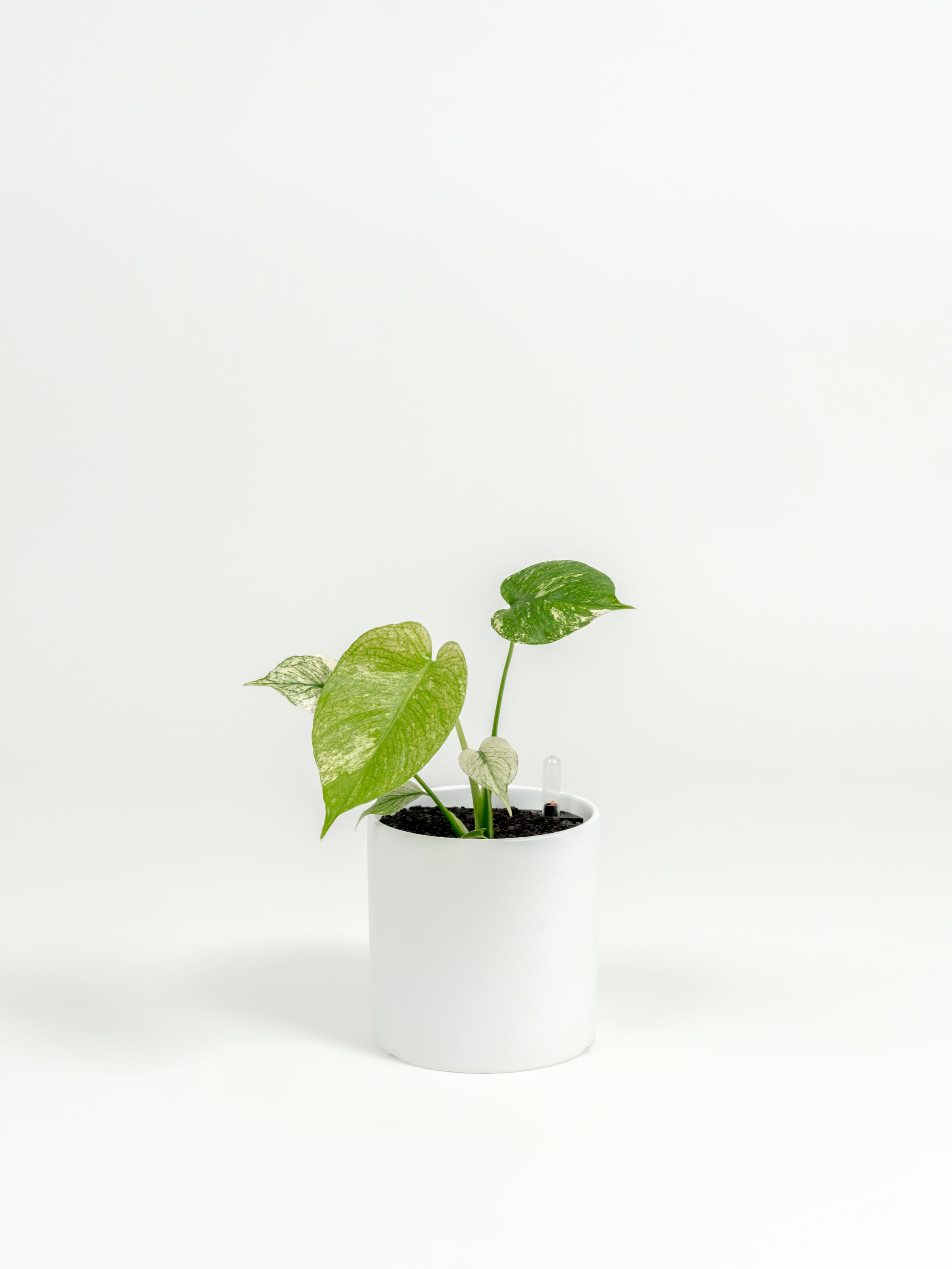 Rare Monstera 'White Monster' - Monstera deliciosa 'White Monster' - in a medium white PLANTWELL premium self-watering ceramic pot - Pacific planter