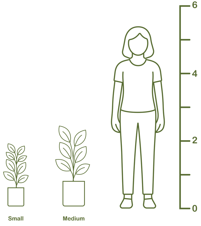 Plant size diagram