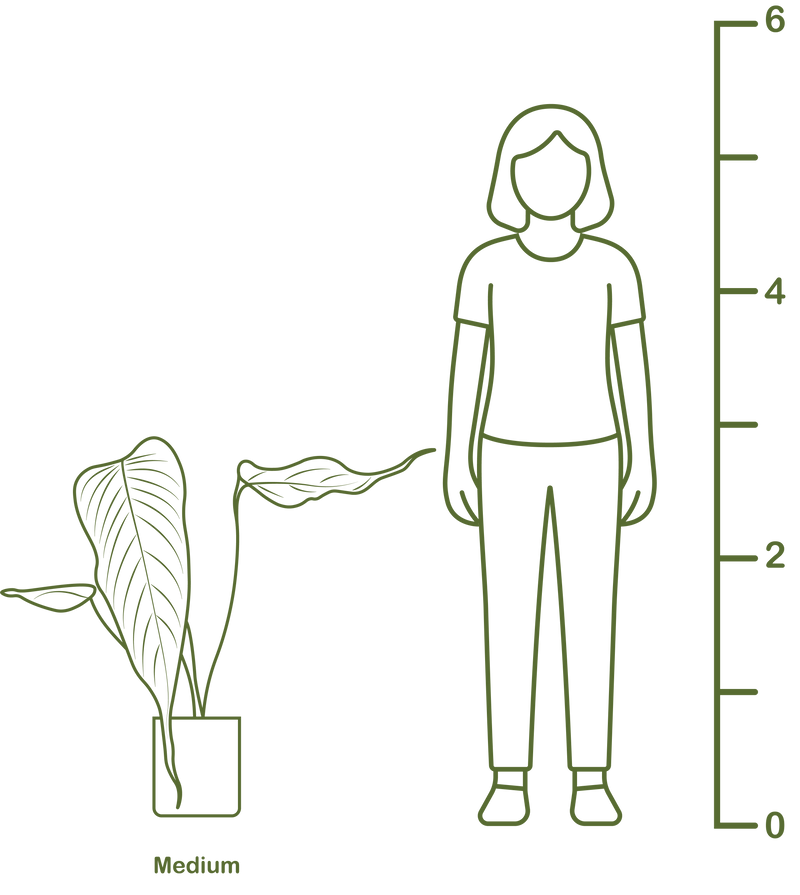 Plant size diagram