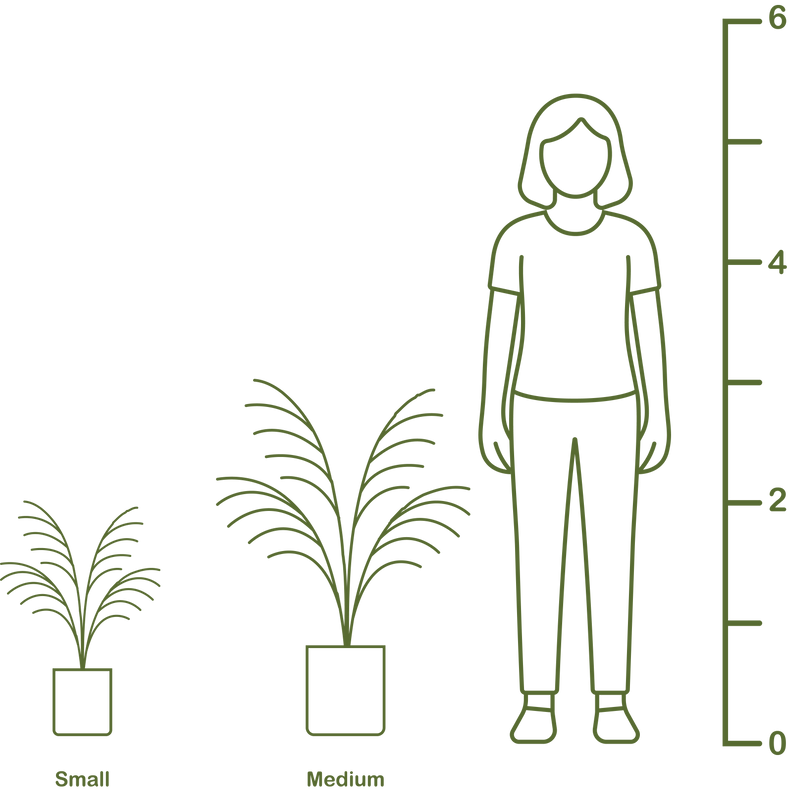 Plant size diagram