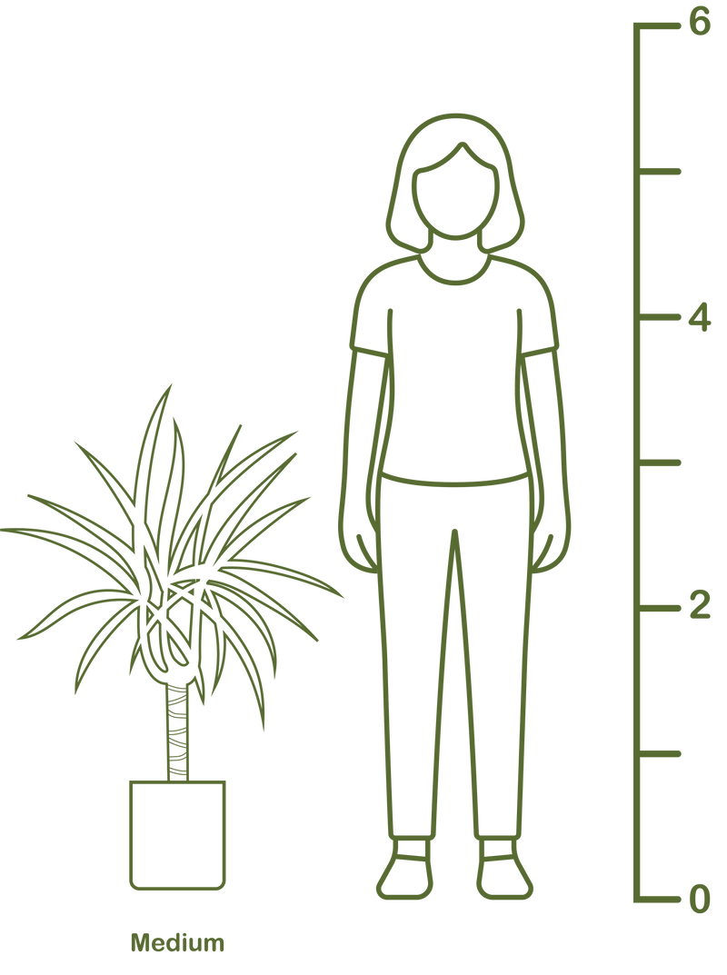 Plant size diagram
