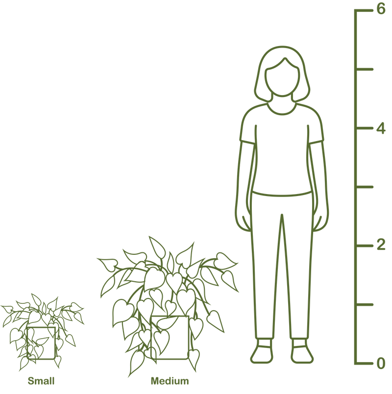 Plant size diagram