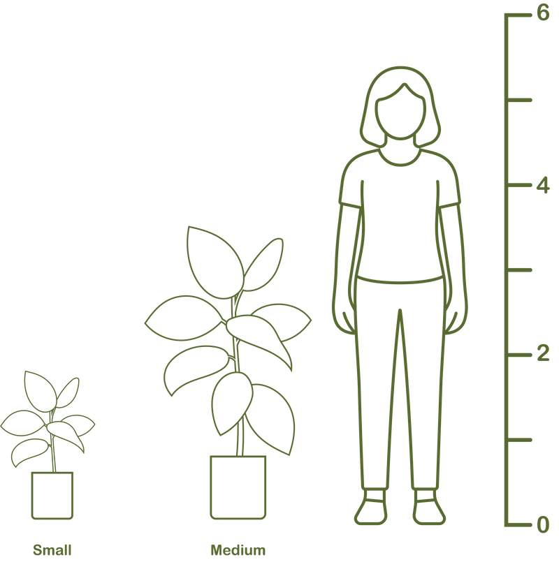Plant size diagram