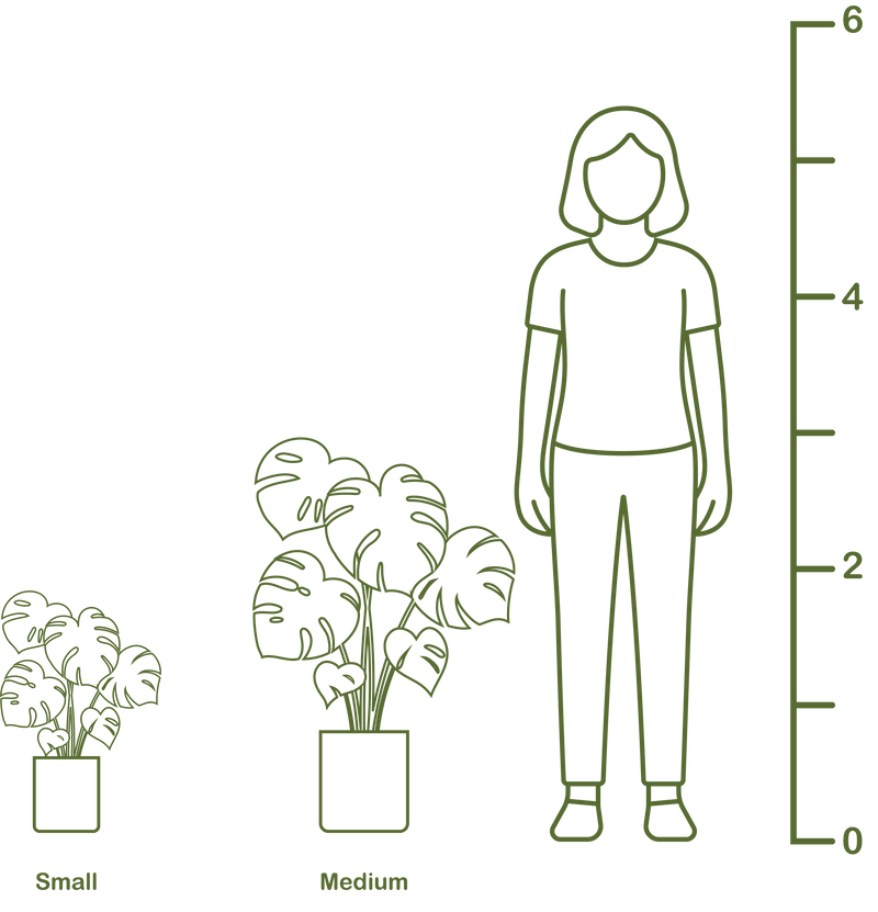 Plant size diagram