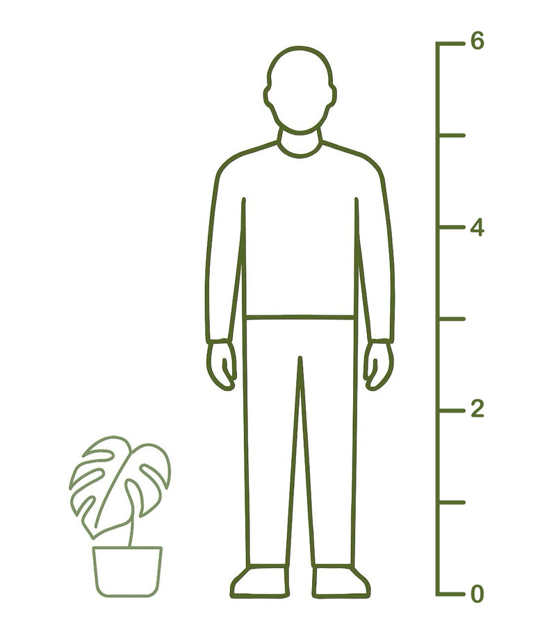 Plant size diagram