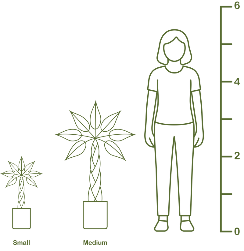 Plant size diagram
