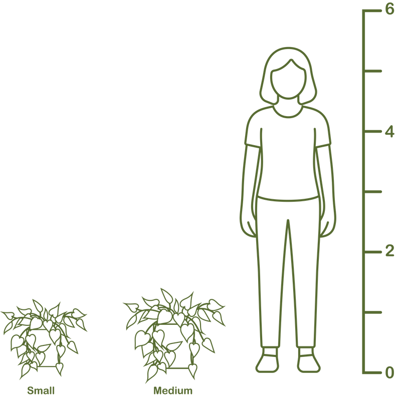 Plant size diagram