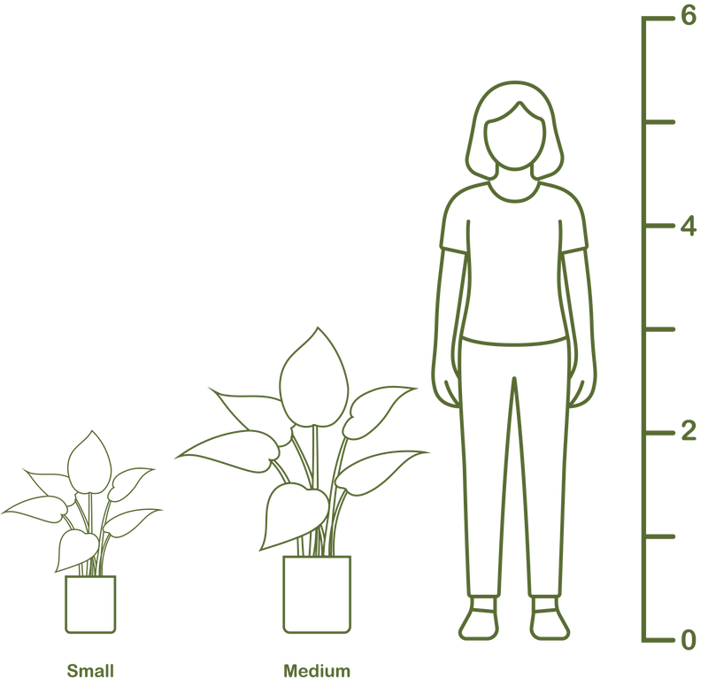 Plant size diagram