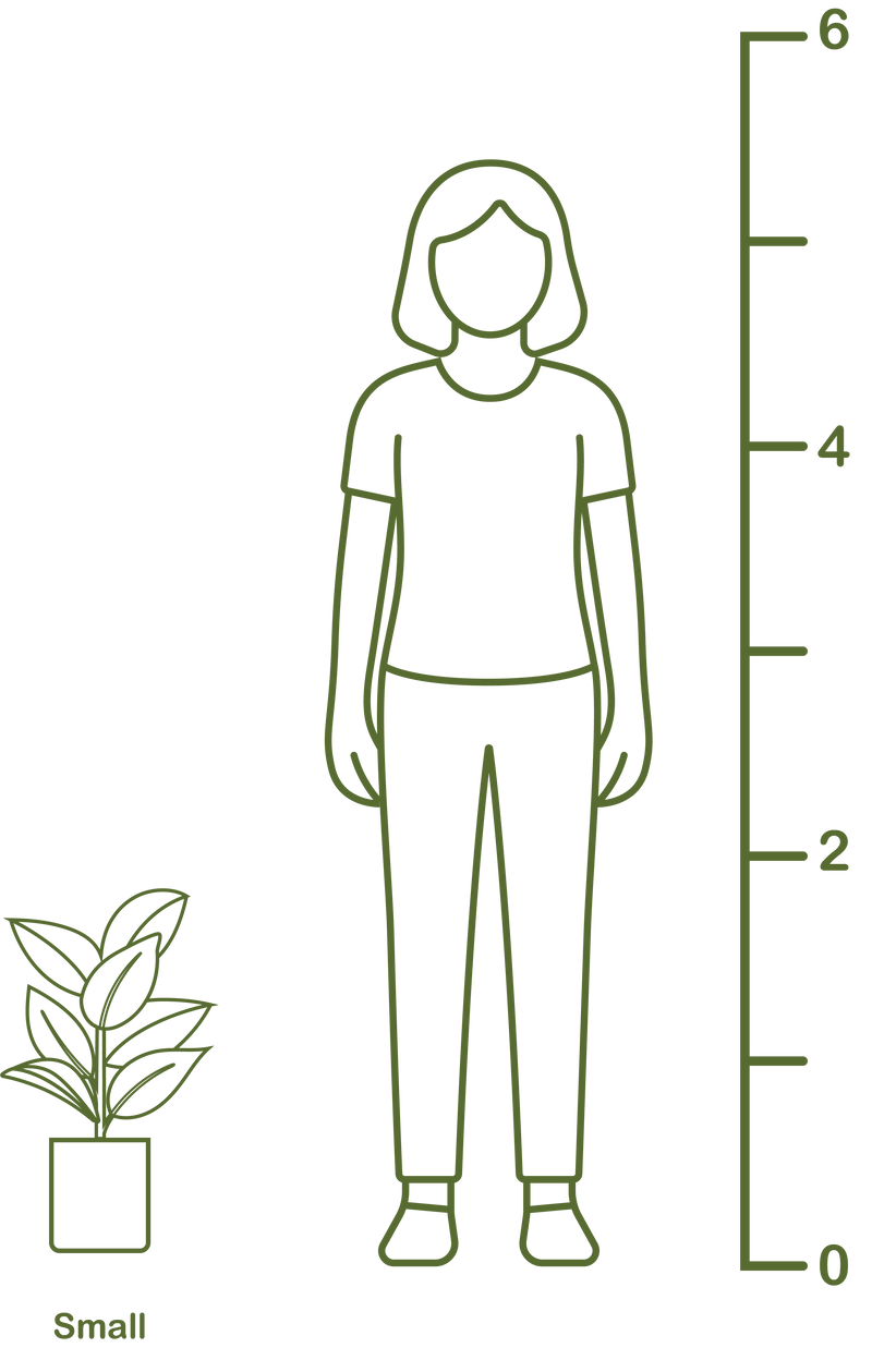 Plant size diagram