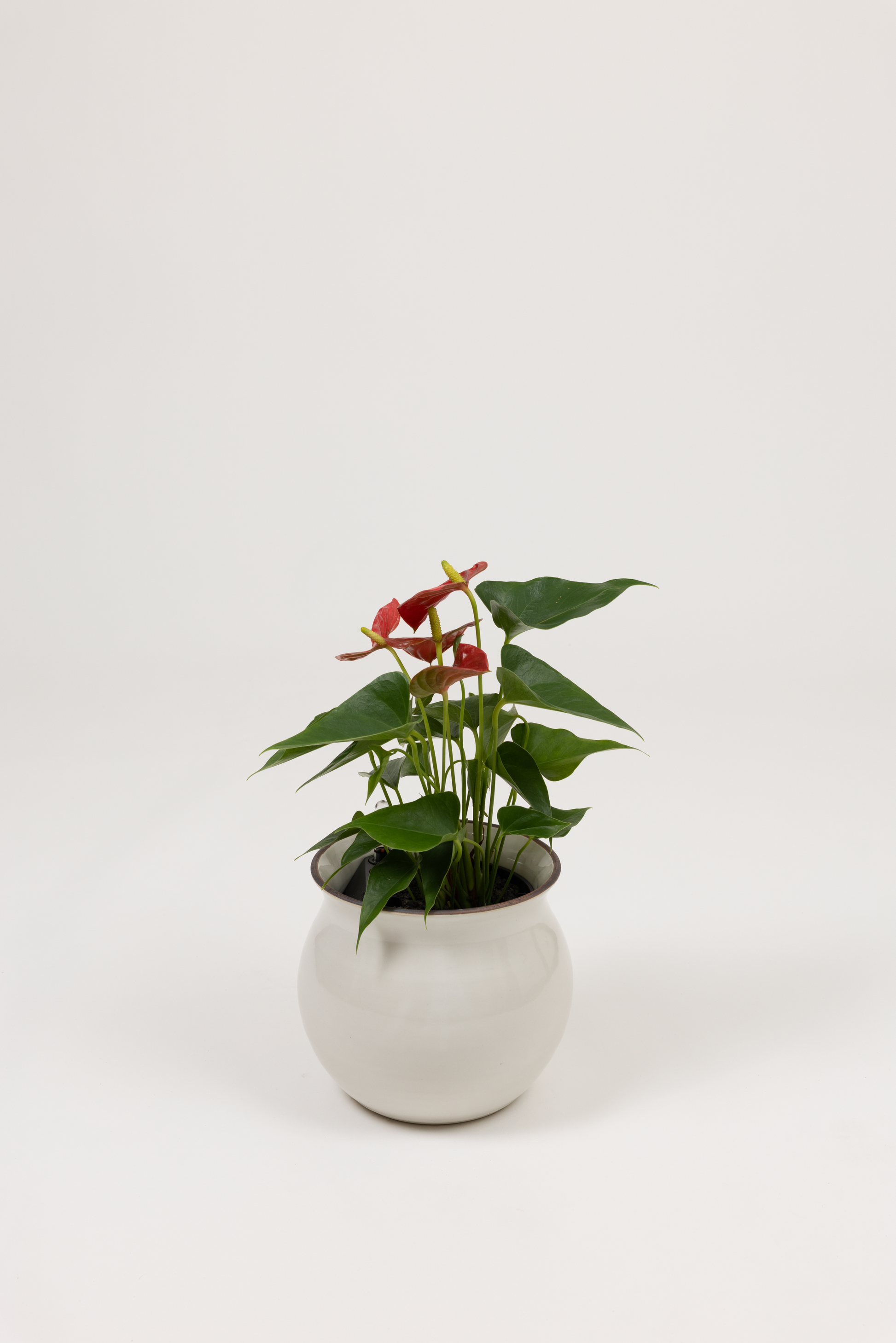 Anthurium Red - Anthurium andraeanum - in a medium white red rim PLANTWELL premium self-watering ceramic pot - Leucadia planter