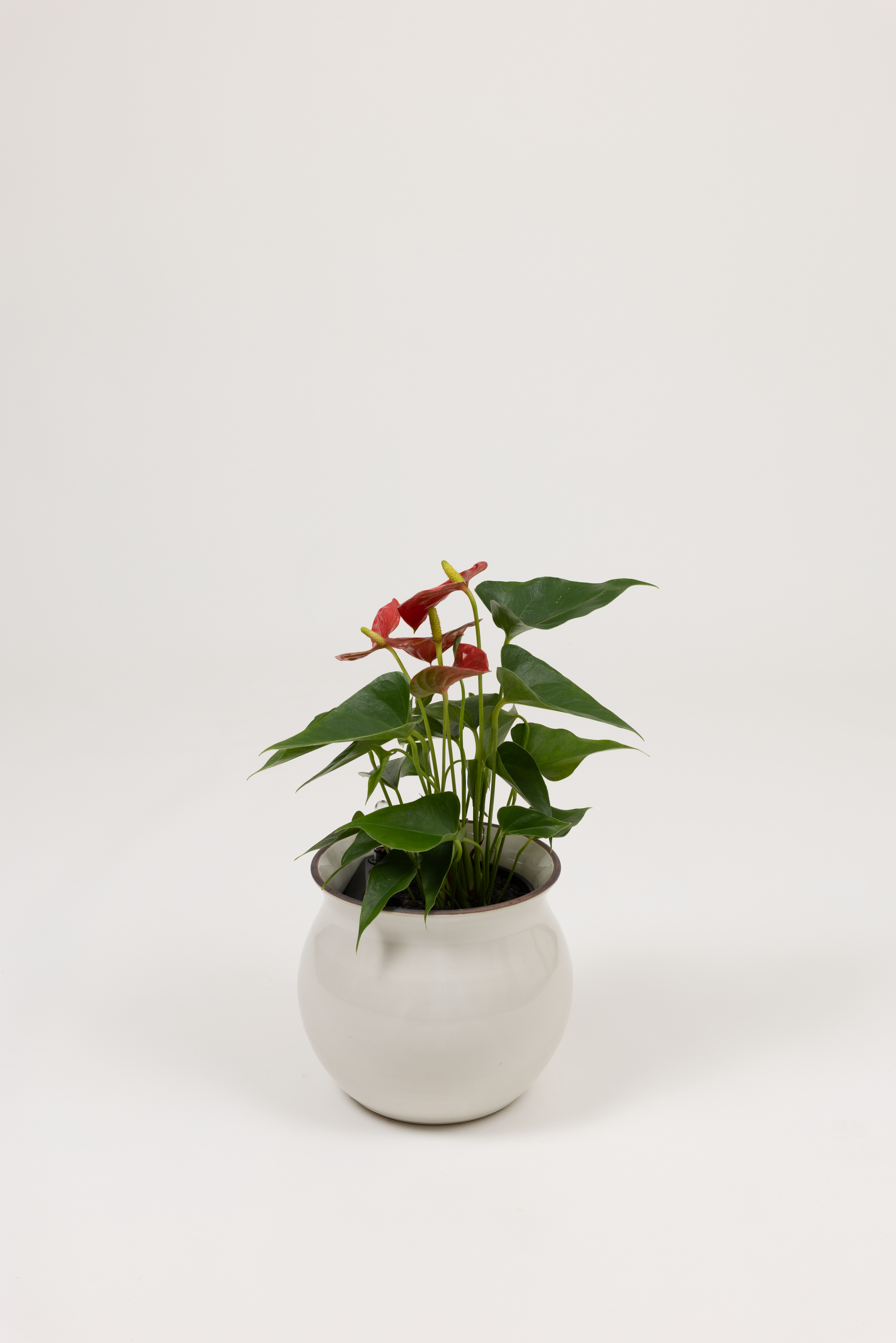 Anthurium Red - Anthurium andraeanum - in a medium white red rim PLANTWELL premium self-watering ceramic pot - Leucadia planter