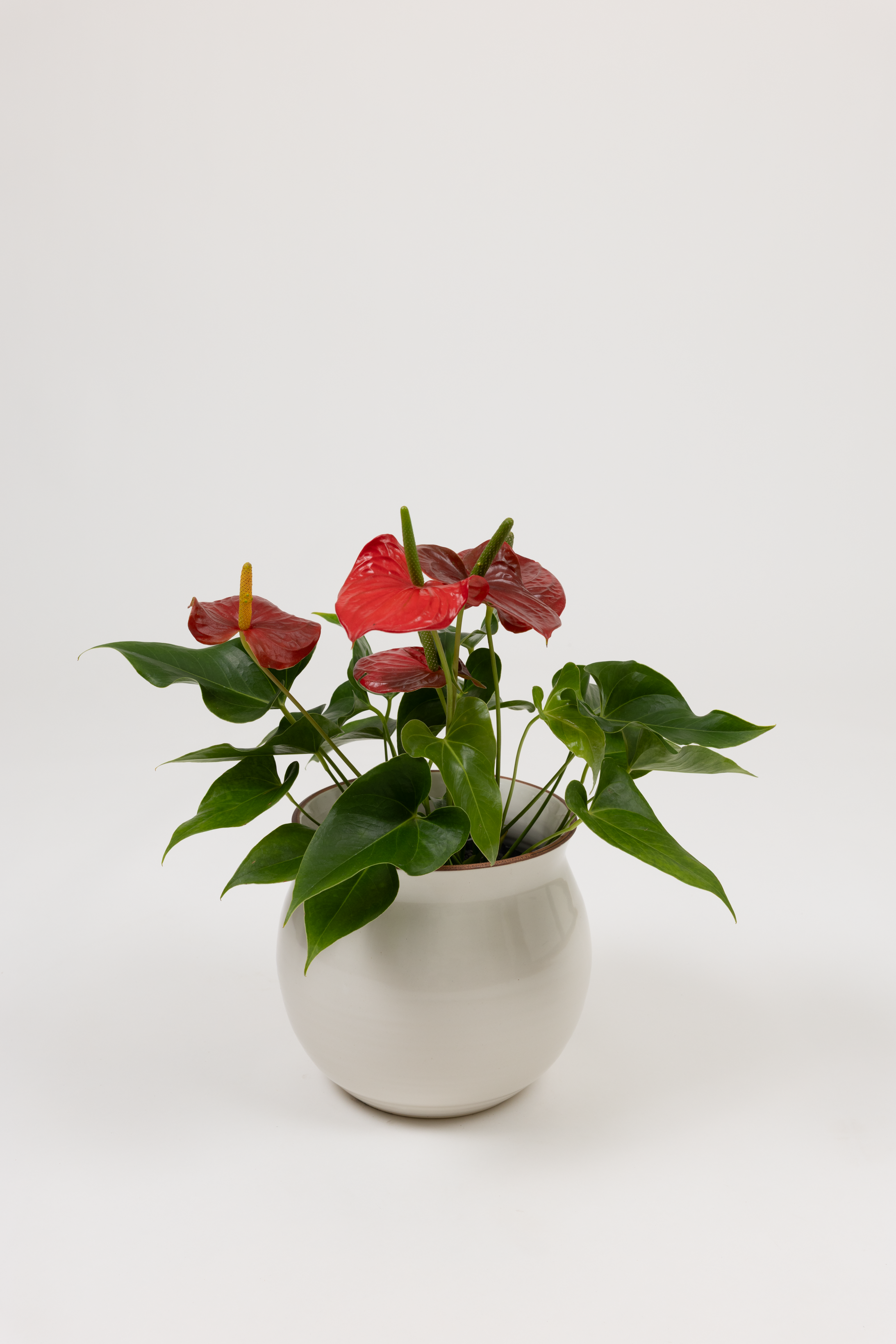 Anthurium Red - Anthurium andraeanum - in a large white red rim PLANTWELL premium self-watering ceramic pot - Leucadia planter