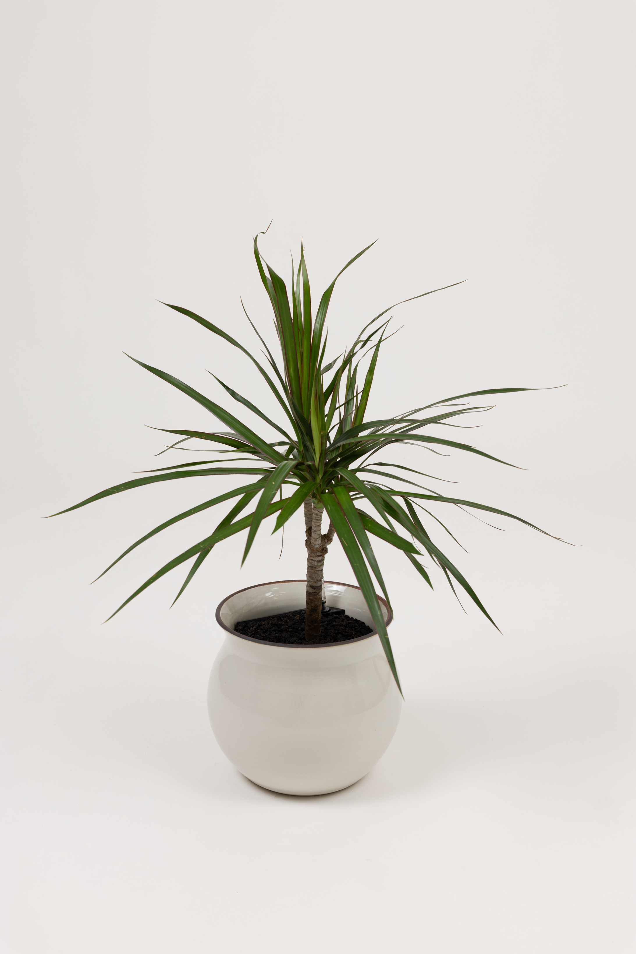 Dracaena Marginata Magenta - Dracaena marginata - in a medium white red rim PLANTWELL premium self-watering ceramic pot - Leucadia planter