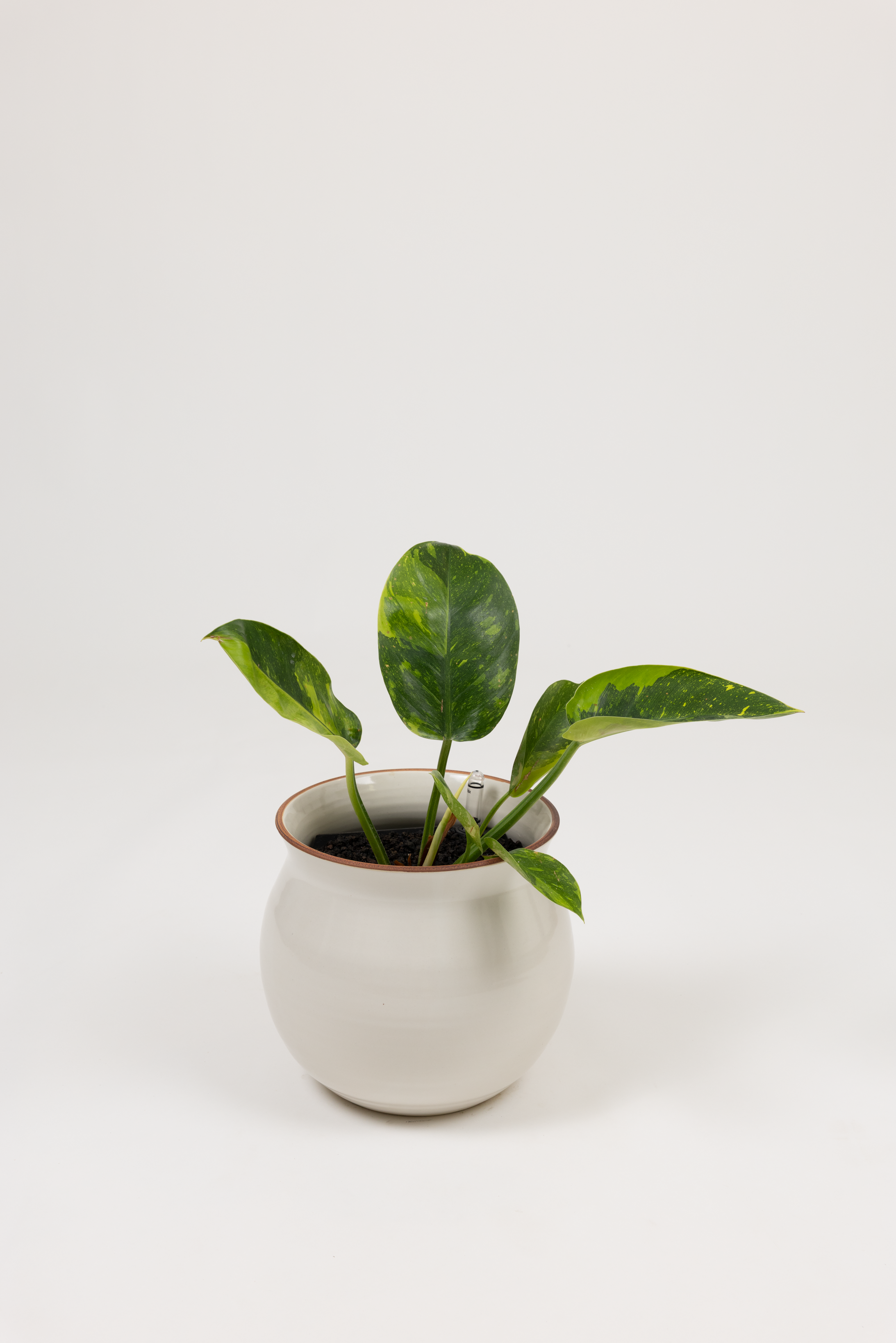 Rare Philodendron Nuclear Congo - Philodendron hybrid 'Nuclear Congo' - in a large white red rim PLANTWELL premium self-watering ceramic pot - Leucadia planter