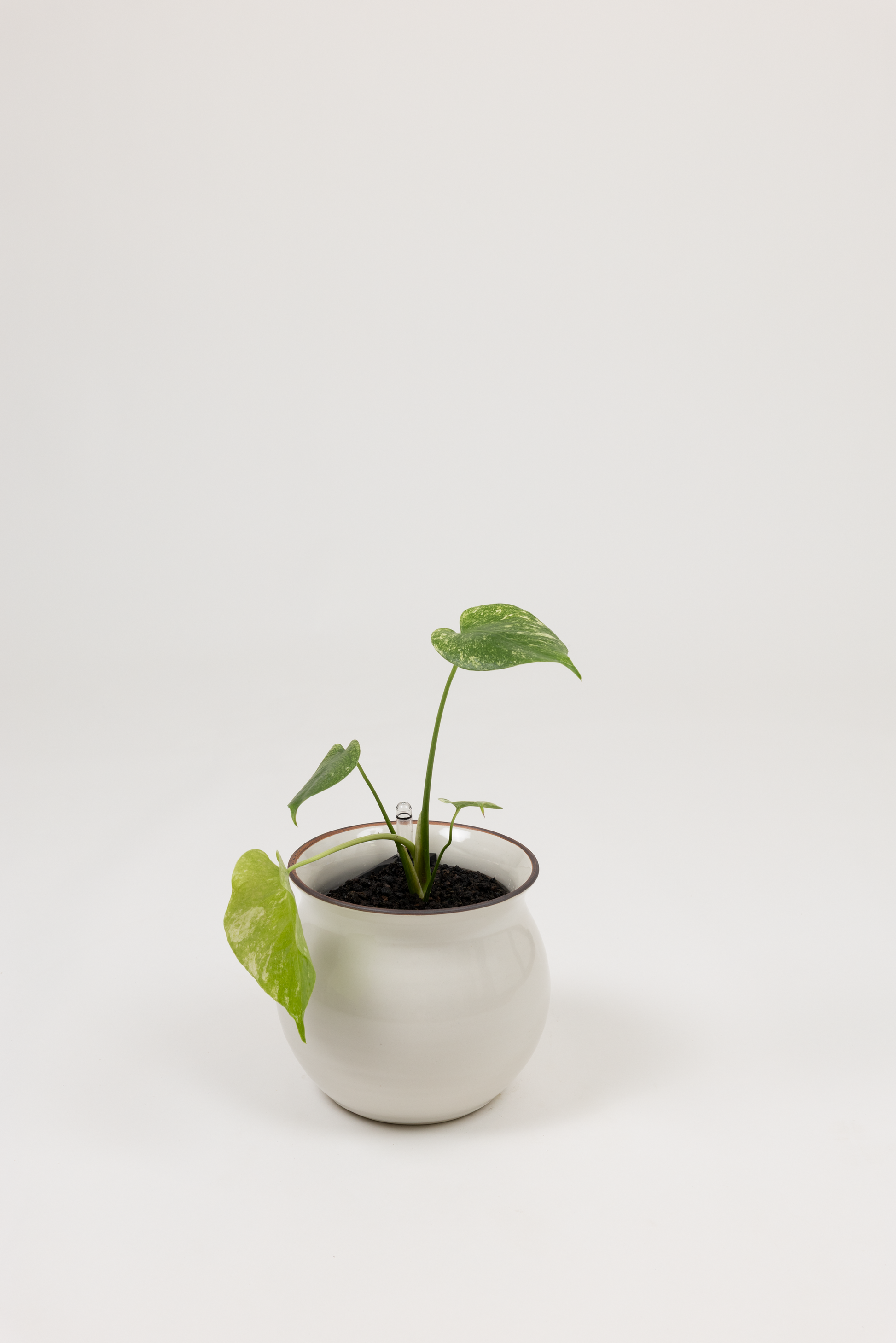 Rare Monstera 'White Monster' - Monstera deliciosa 'White Monster' - in a medium white red rim PLANTWELL premium self-watering ceramic pot - Leucadia planter