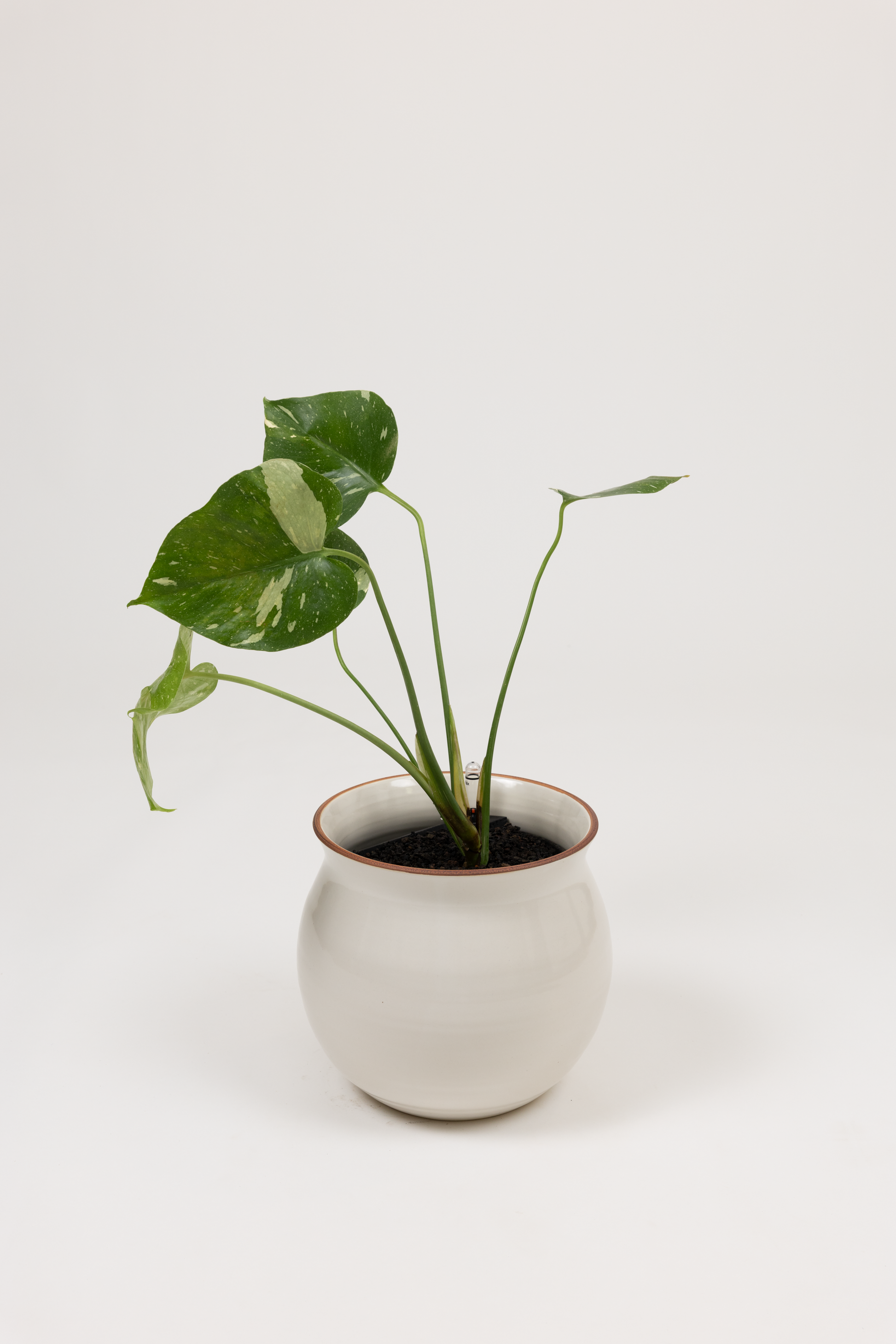 Rare Monstera Thai Constellation - Monstera deliciosa 'Thai Constellation' - in a medium white red rim PLANTWELL premium self-watering ceramic pot - Leucadia planter