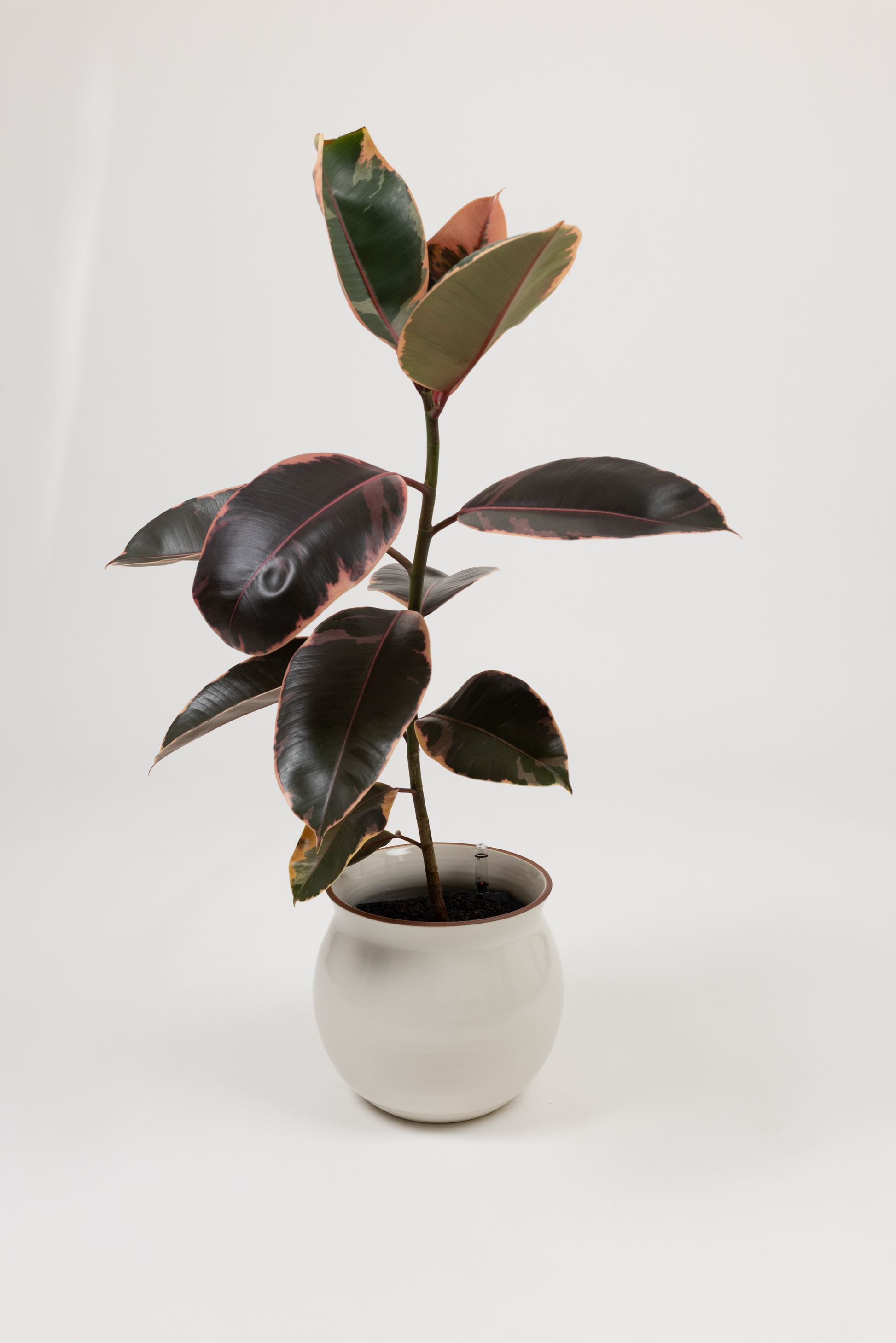 Ficus Elastica 'Ruby' - Ficus elastica 'Ruby' - in a large white red rim PLANTWELL premium self-watering ceramic pot - Leucadia planter