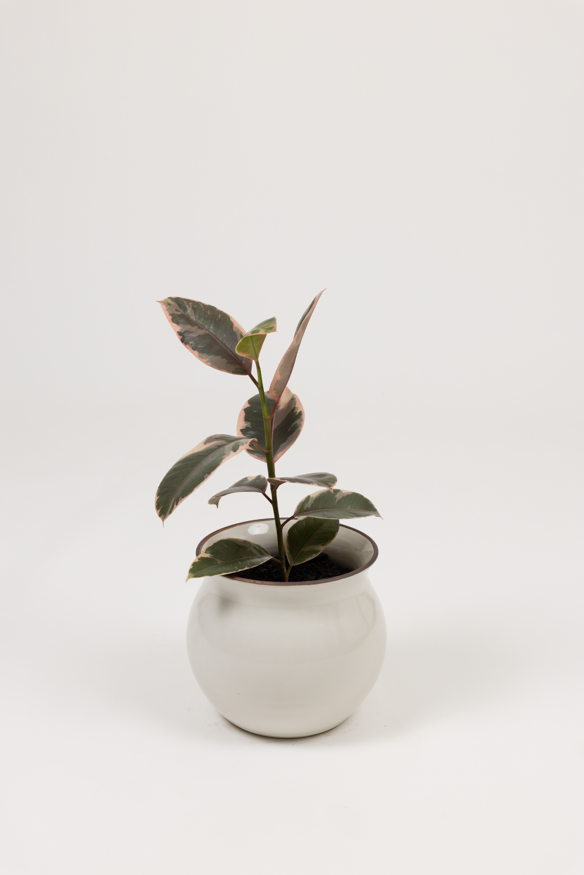 Ficus Elastica 'Ruby' - Ficus elastica 'Ruby' - in a medium white red rim PLANTWELL premium self-watering ceramic pot - Leucadia planter