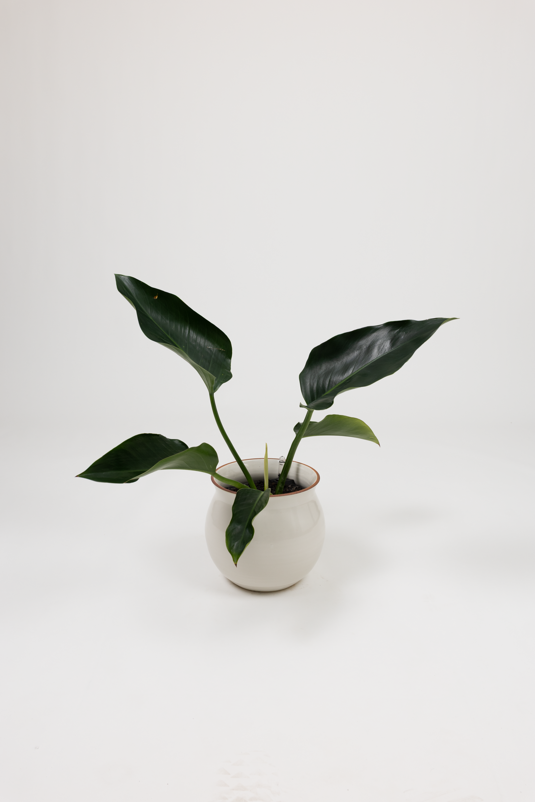 Philodendron Green Congo - Philodendron hybrid 'Green Congo' - in a large white red rim PLANTWELL premium self-watering ceramic pot - Leucadia planter