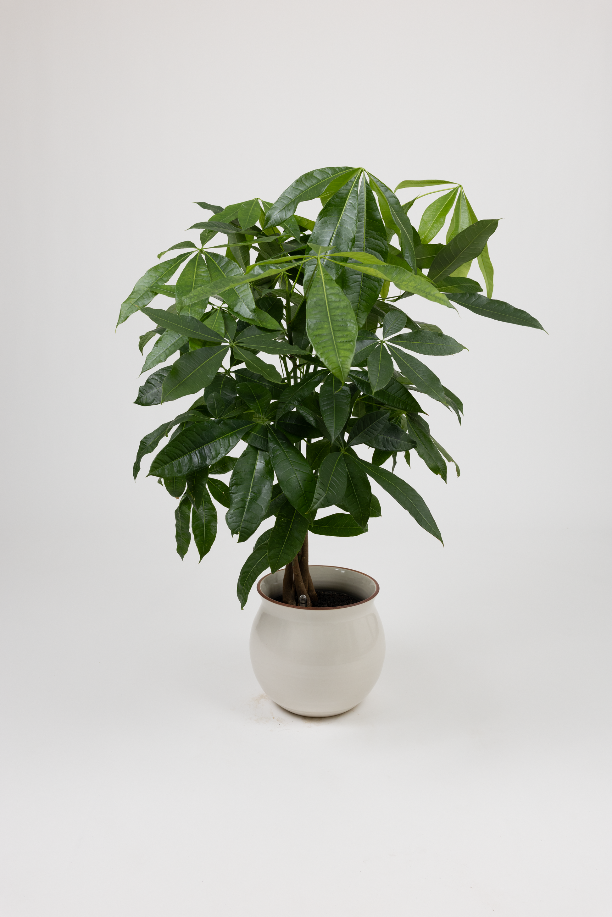 Money Tree - Pachira glabra - in a large white red rim PLANTWELL premium self-watering ceramic pot - Leucadia planter
