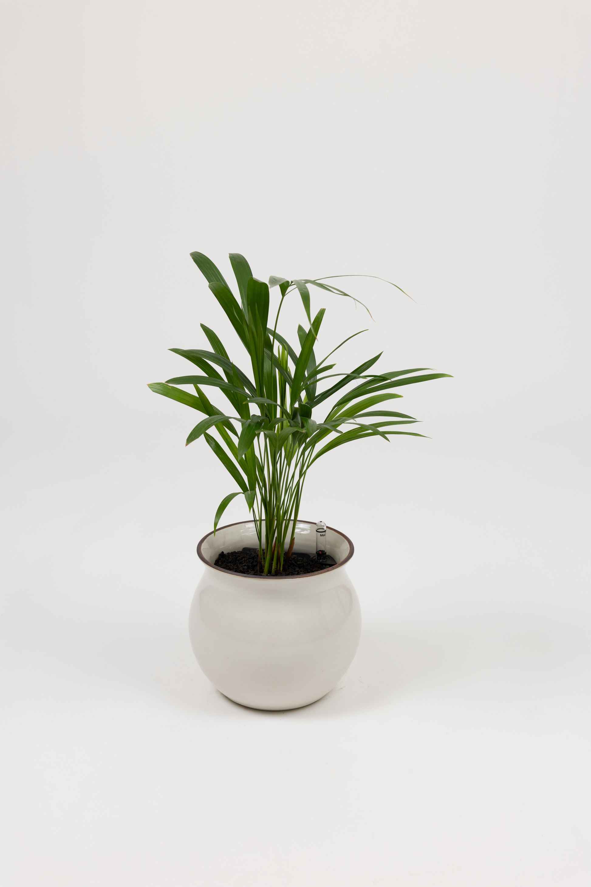 Areca Palm - Chrysalidocarpus lutescens - in a medium white red rim PLANTWELL premium self-watering ceramic pot - Leucadia planter