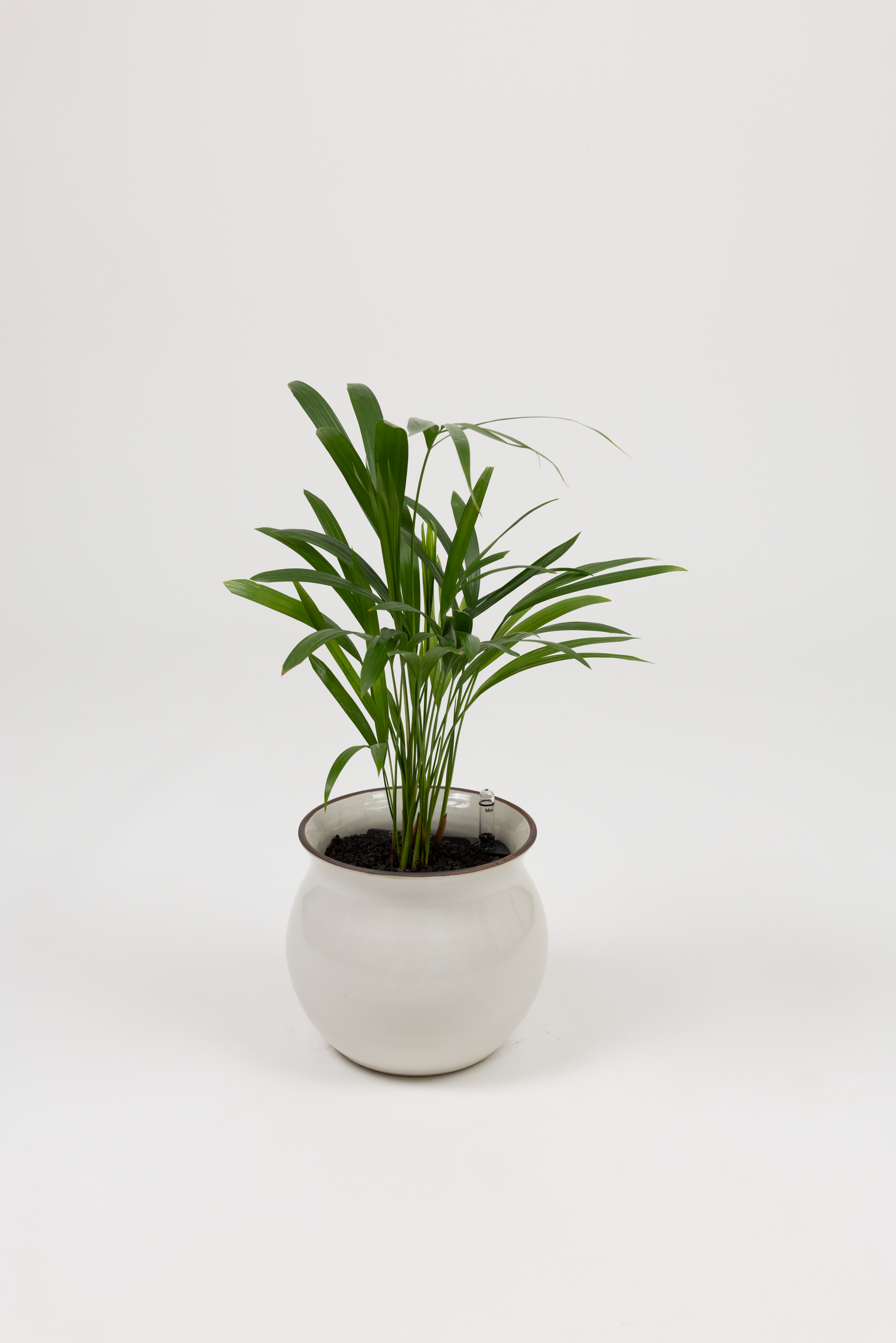 Areca Palm - Chrysalidocarpus lutescens - in a medium white red rim PLANTWELL premium self-watering ceramic pot - Leucadia planter