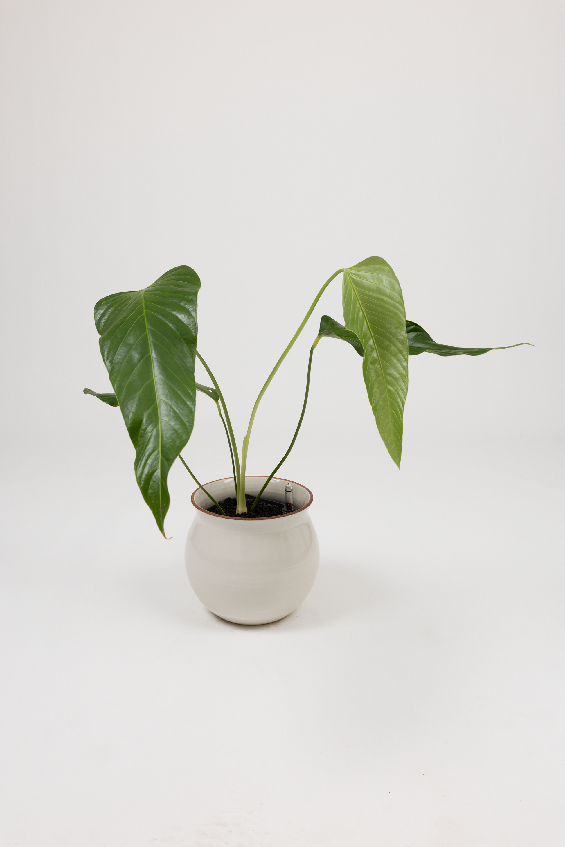 Rare Nerve-Leaf Anthurium - Anthurium nervatum - in a medium white red rim PLANTWELL premium self-watering ceramic pot - Leucadia planter