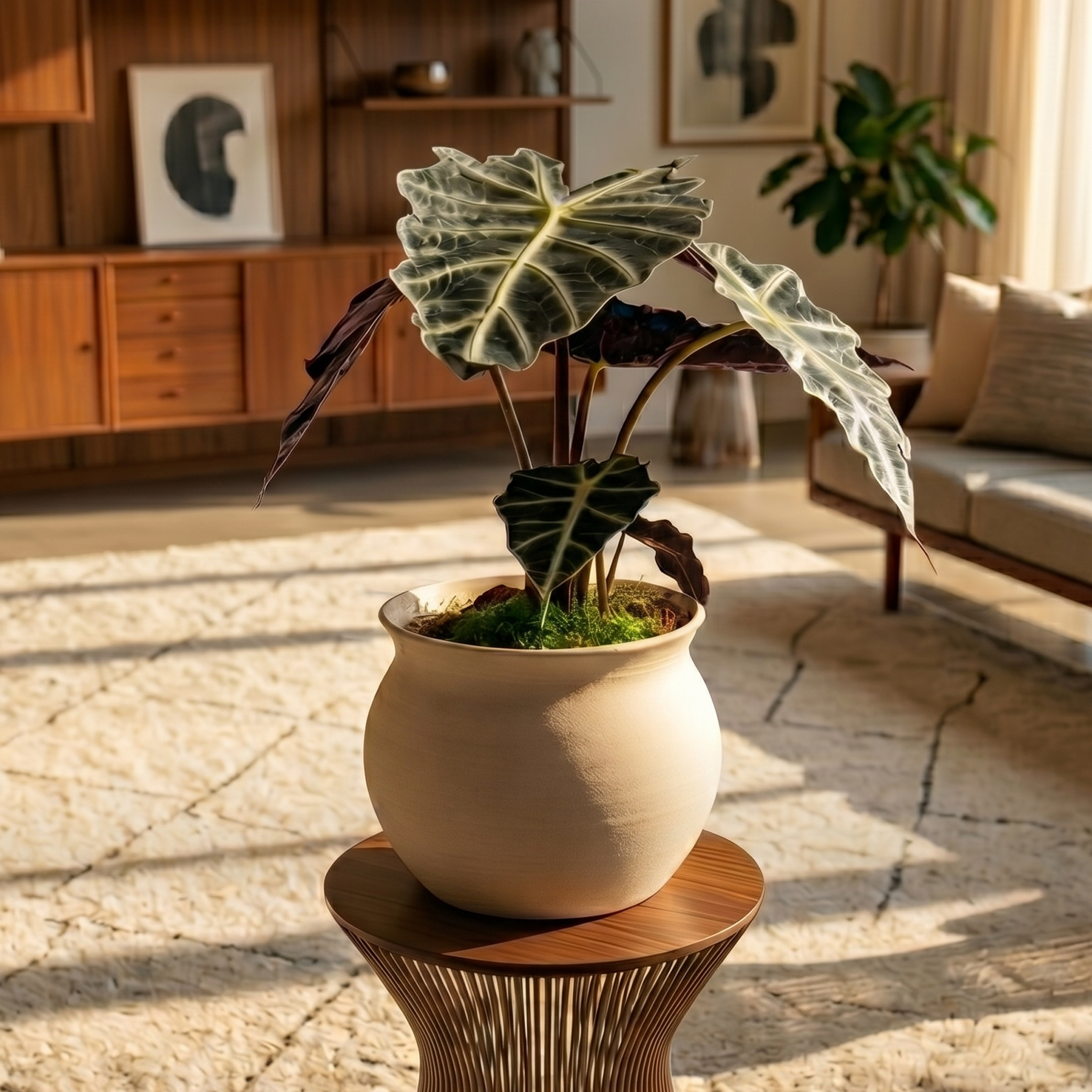 Alocasia Polly