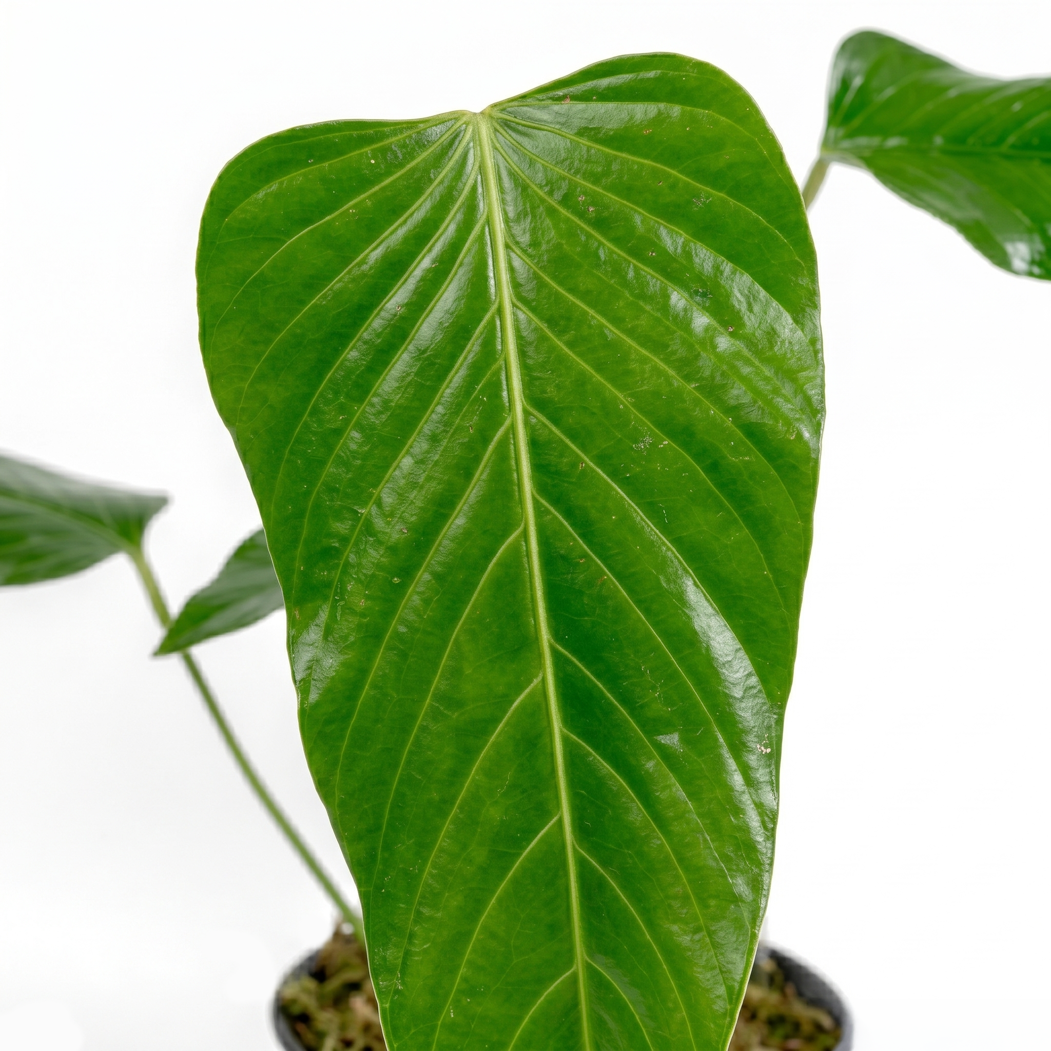 Nerve-Leaf Anthurium