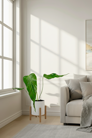 Nerve-Leaf Anthurium