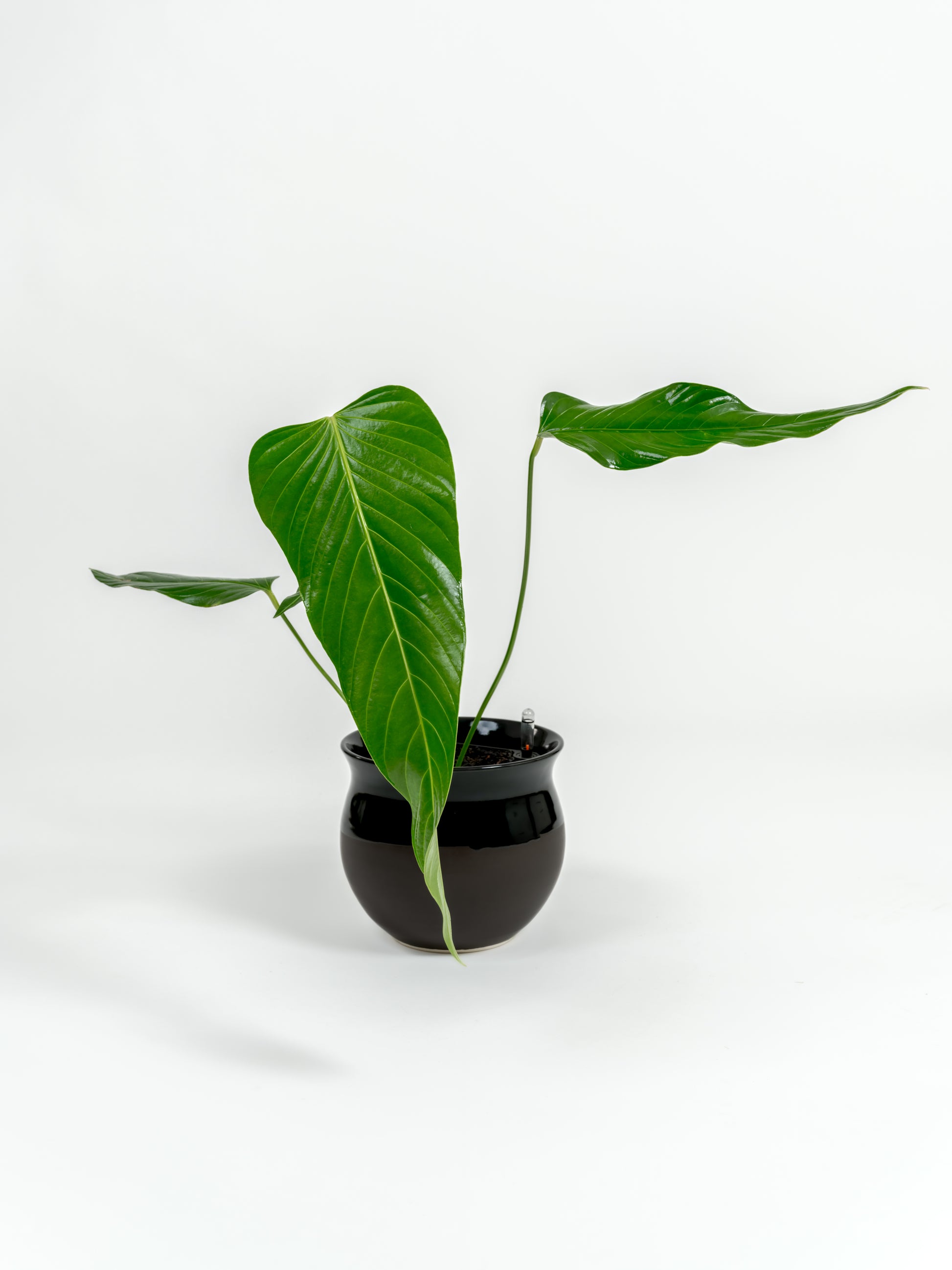 Rare Nerve-Leaf Anthurium - Anthurium nervatum - in a medium dipped black premium self-watering ceramic pot - leucadia planter