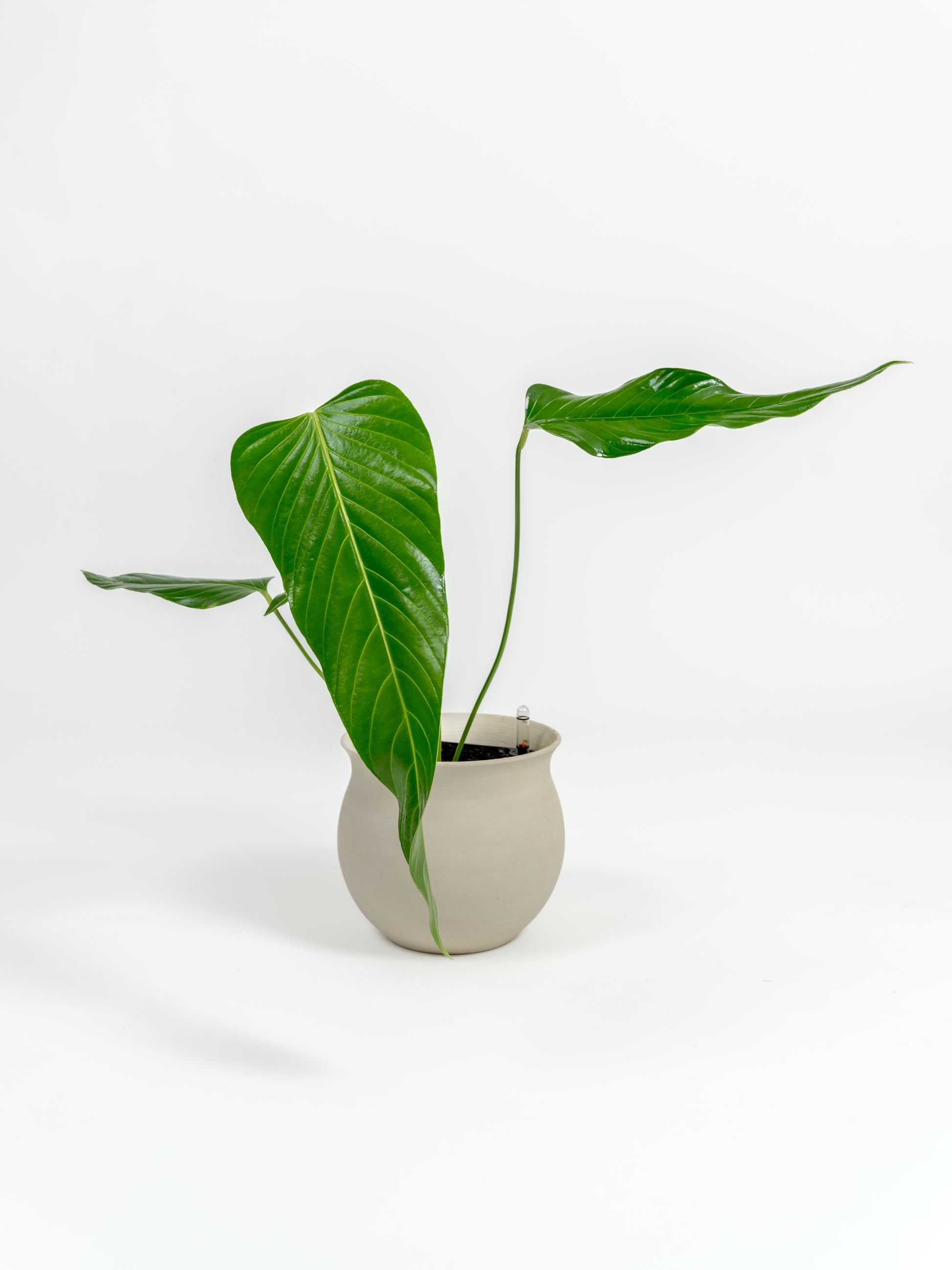 Rare Nerve-Leaf Anthurium - Anthurium nervatum - in a medium natural clay premium self-watering ceramic pot - leucadia planter
