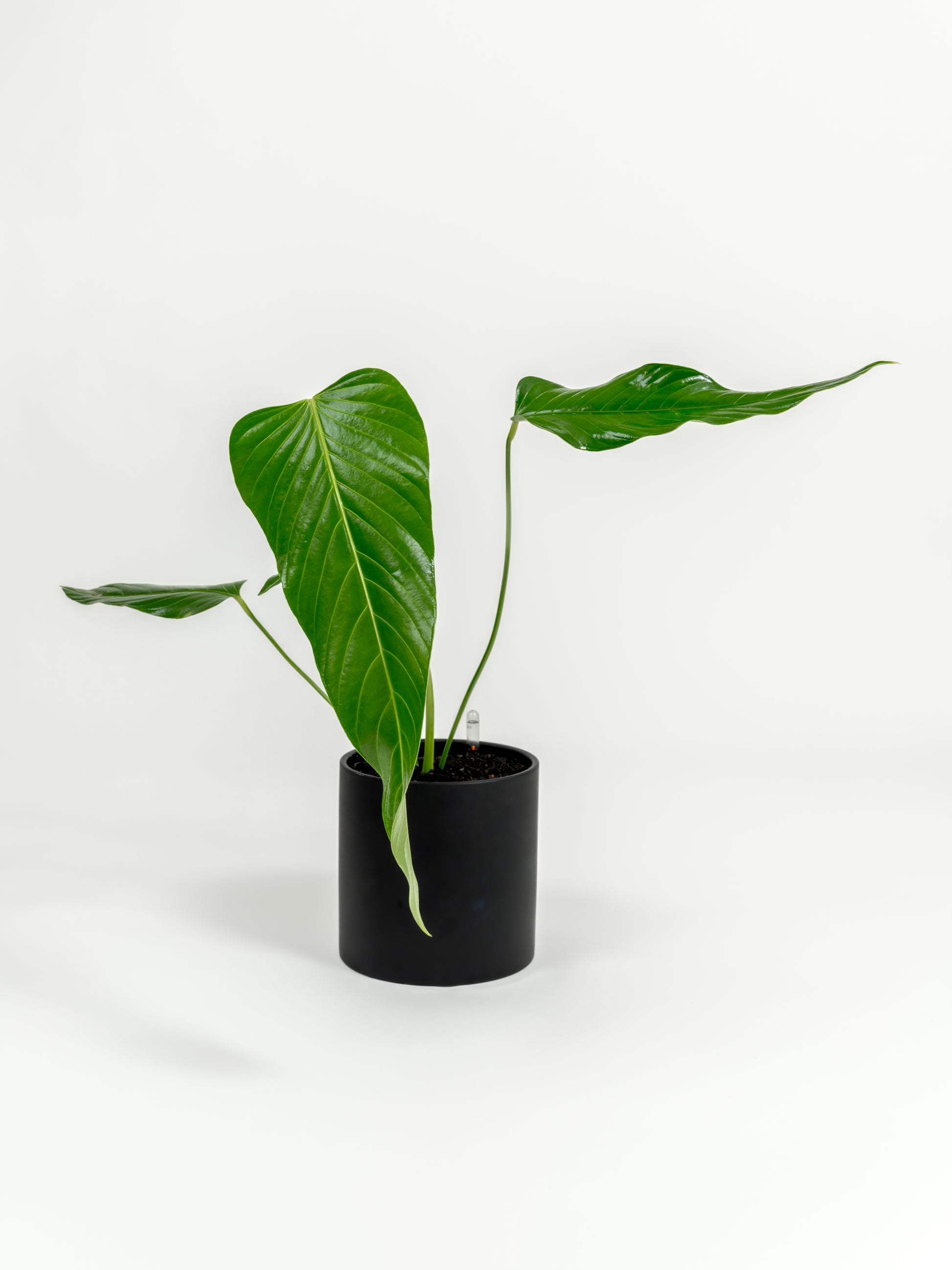 Rare Nerve-Leaf Anthurium - Anthurium nervatum - in a medium black premium self-watering ceramic pot - pacific planter