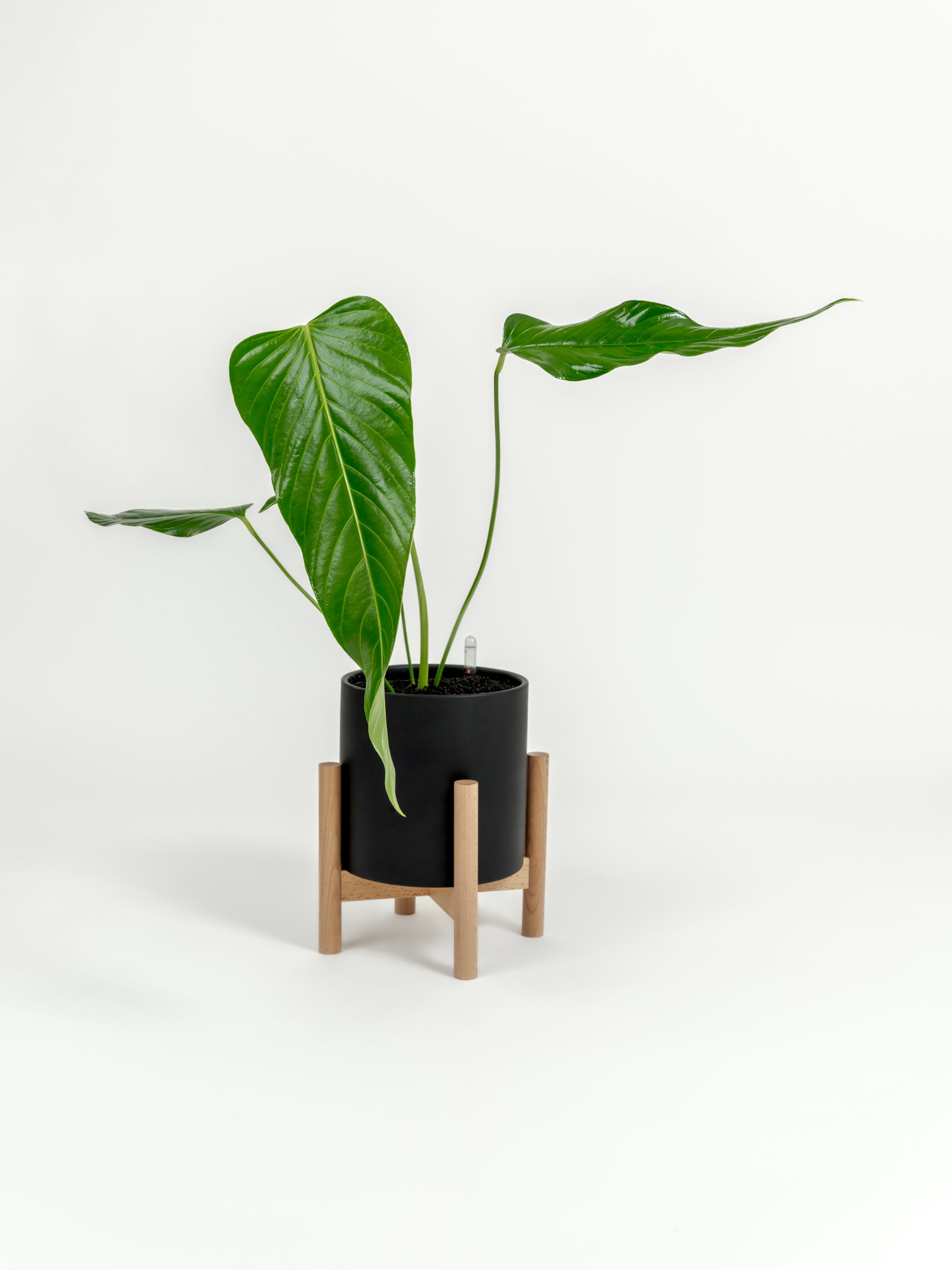 Rare Nerve-Leaf Anthurium - Anthurium nervatum - in a medium black premium self-watering ceramic pot - pacific planter - in a birchwood stand
