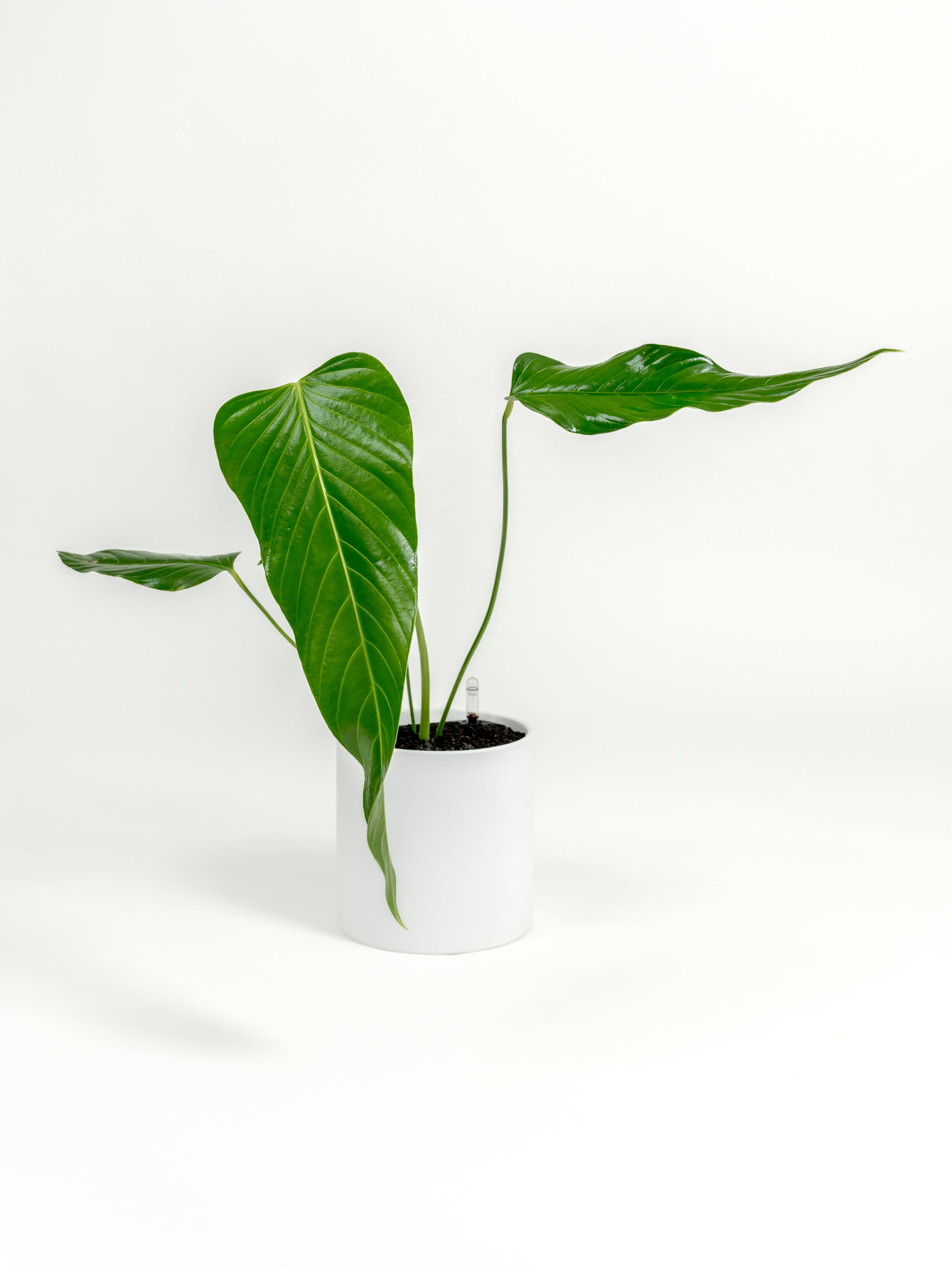 Rare Nerve-Leaf Anthurium - Anthurium nervatum - in a medium white premium self-watering ceramic pot - pacific planter