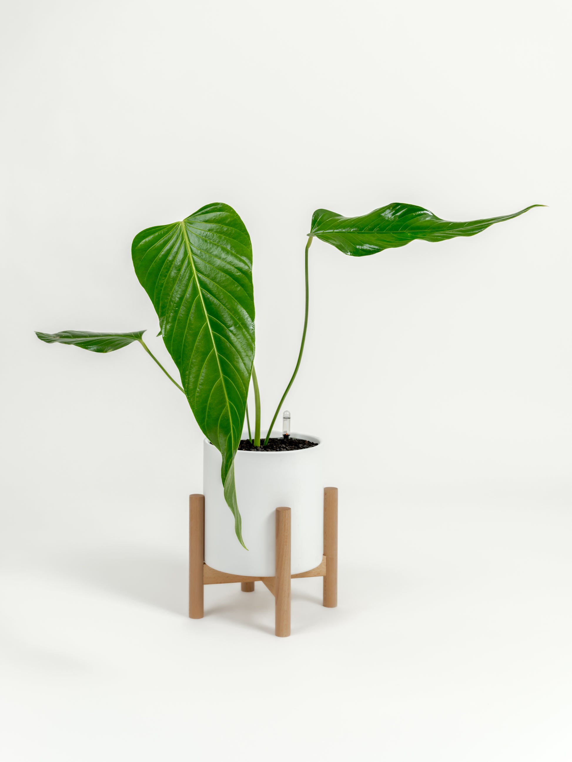 Rare Nerve-Leaf Anthurium - Anthurium nervatum - in a medium white premium self-watering ceramic pot - pacific planter - in a birchwood stand