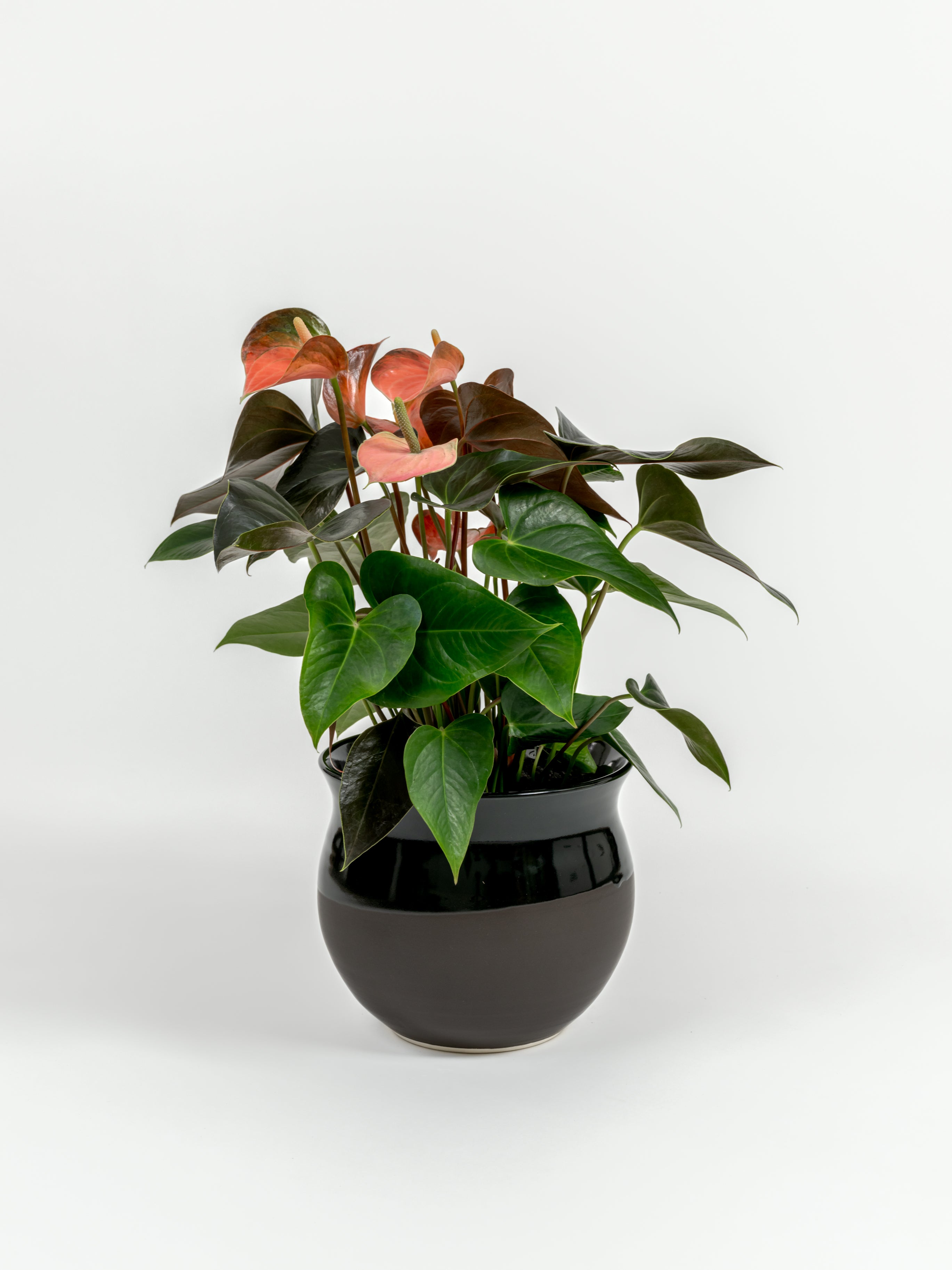 Anthurium andraeanum 'Pink' (medium)