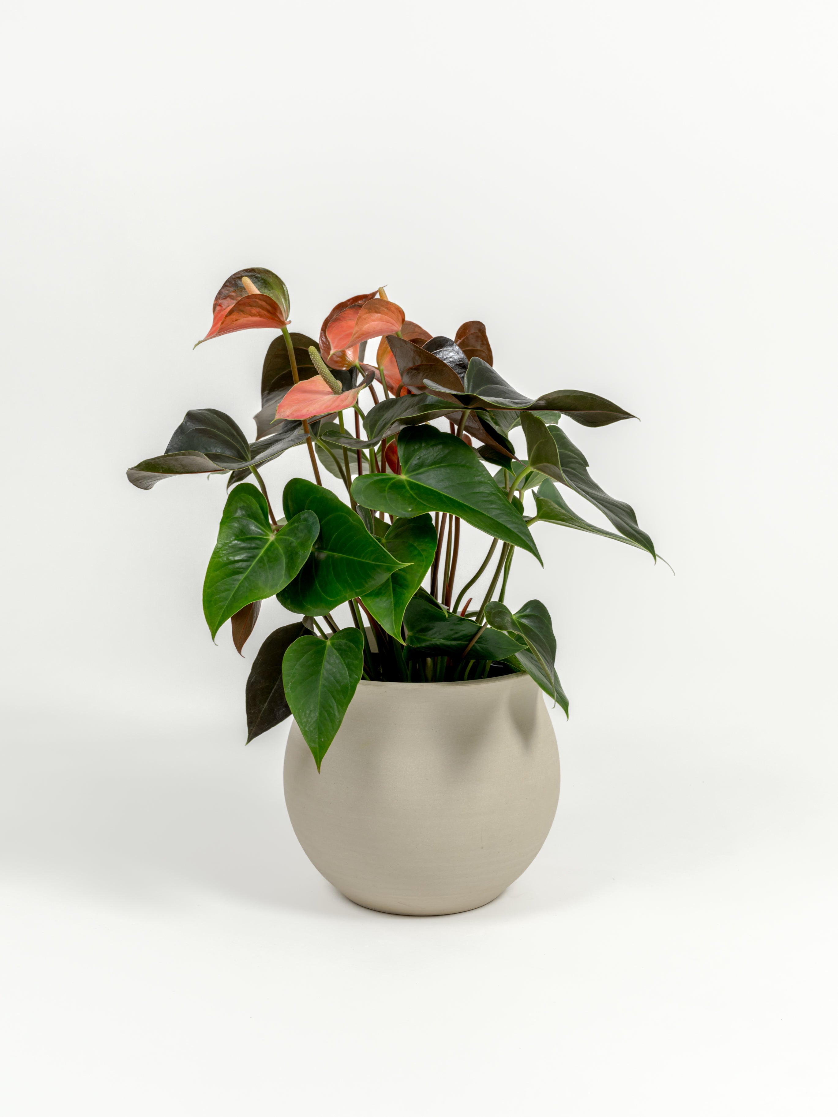 Anthurium andraeanum 'Pink' (medium)