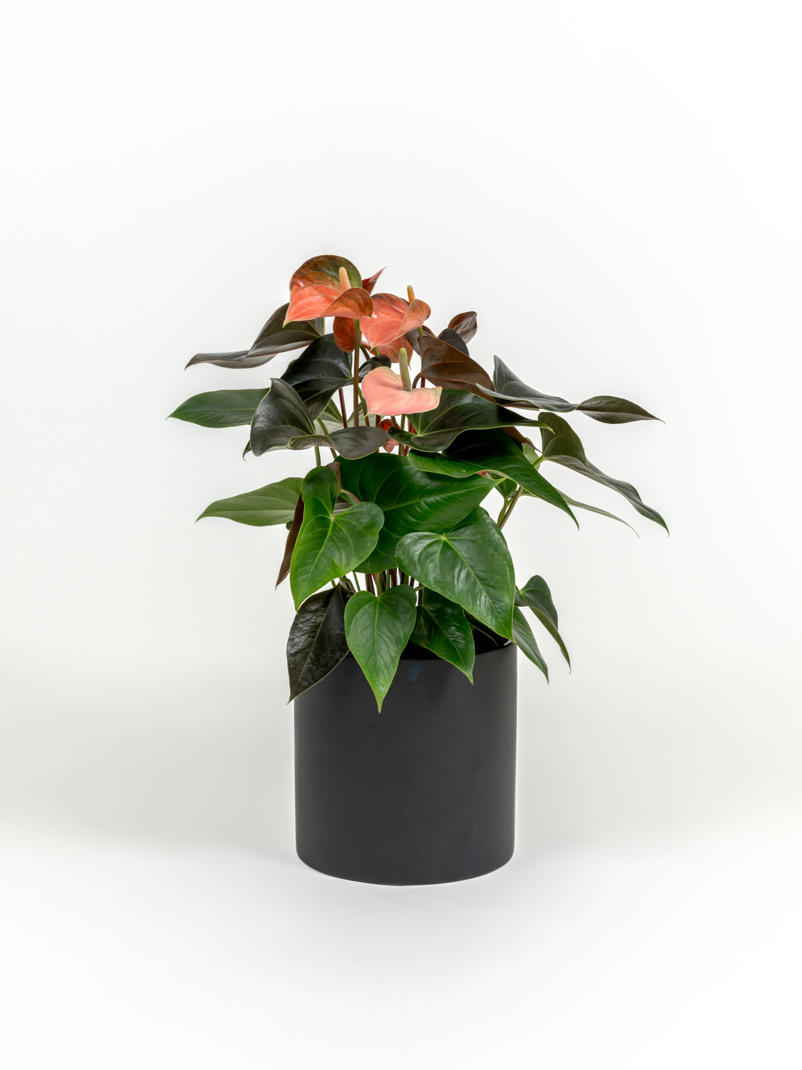 Anthurium andraeanum 'Pink' (medium)