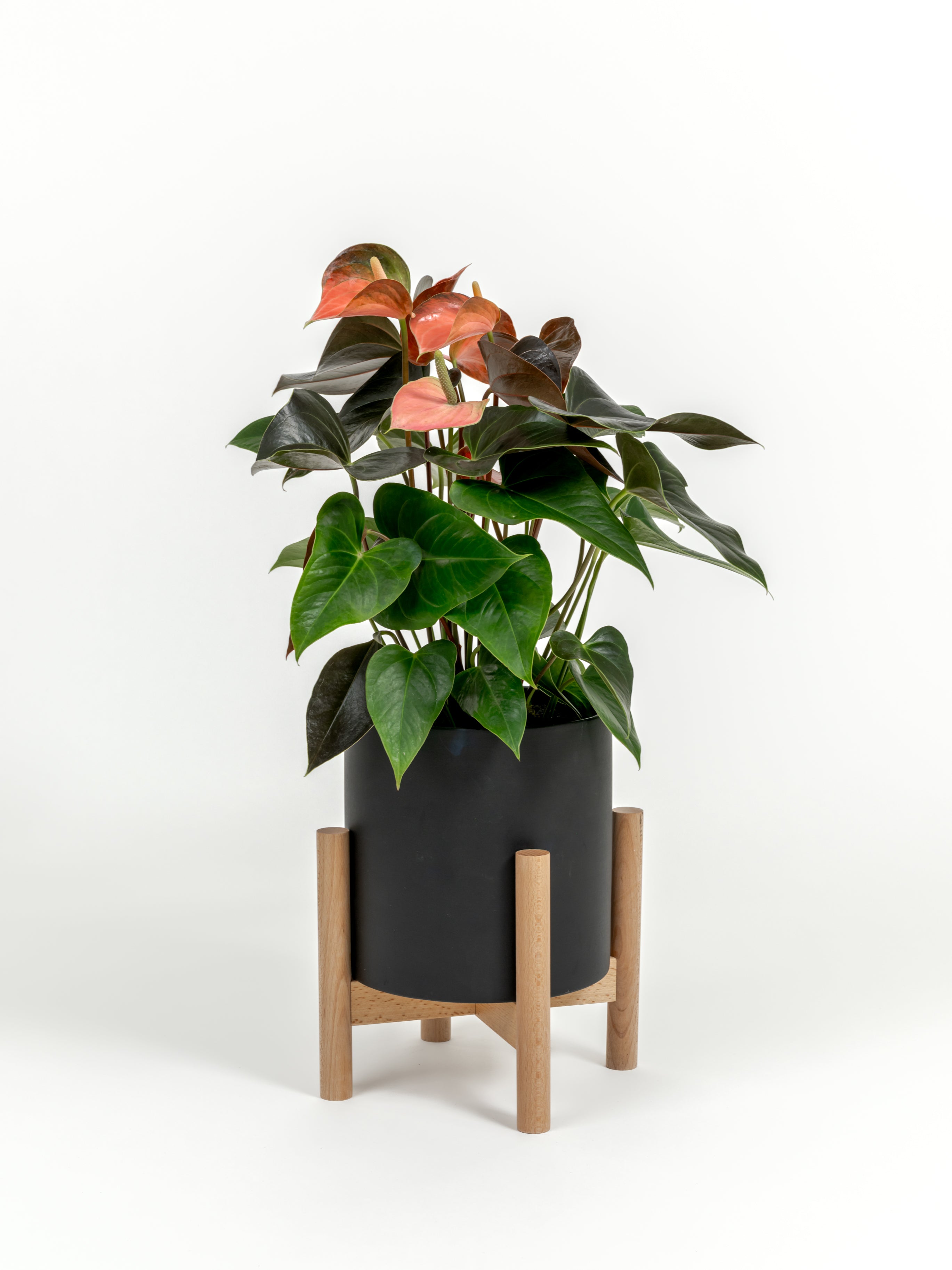 Anthurium andraeanum 'Pink' (medium)