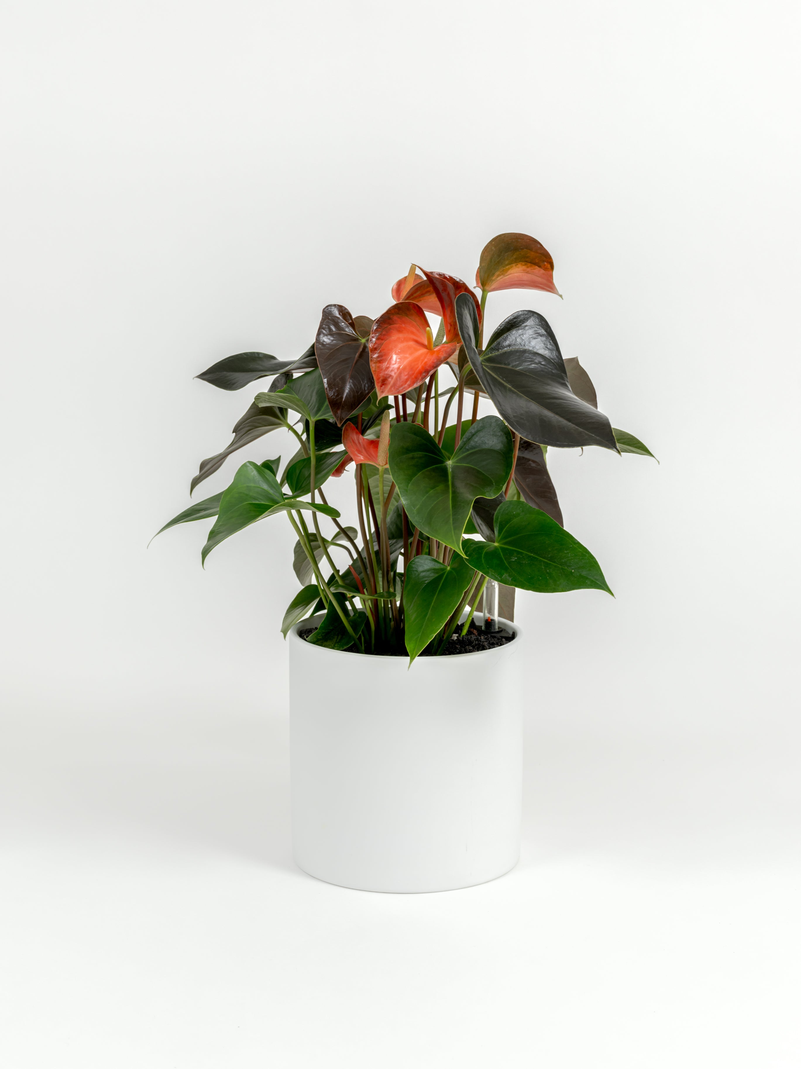 Anthurium andraeanum 'Pink' (medium)