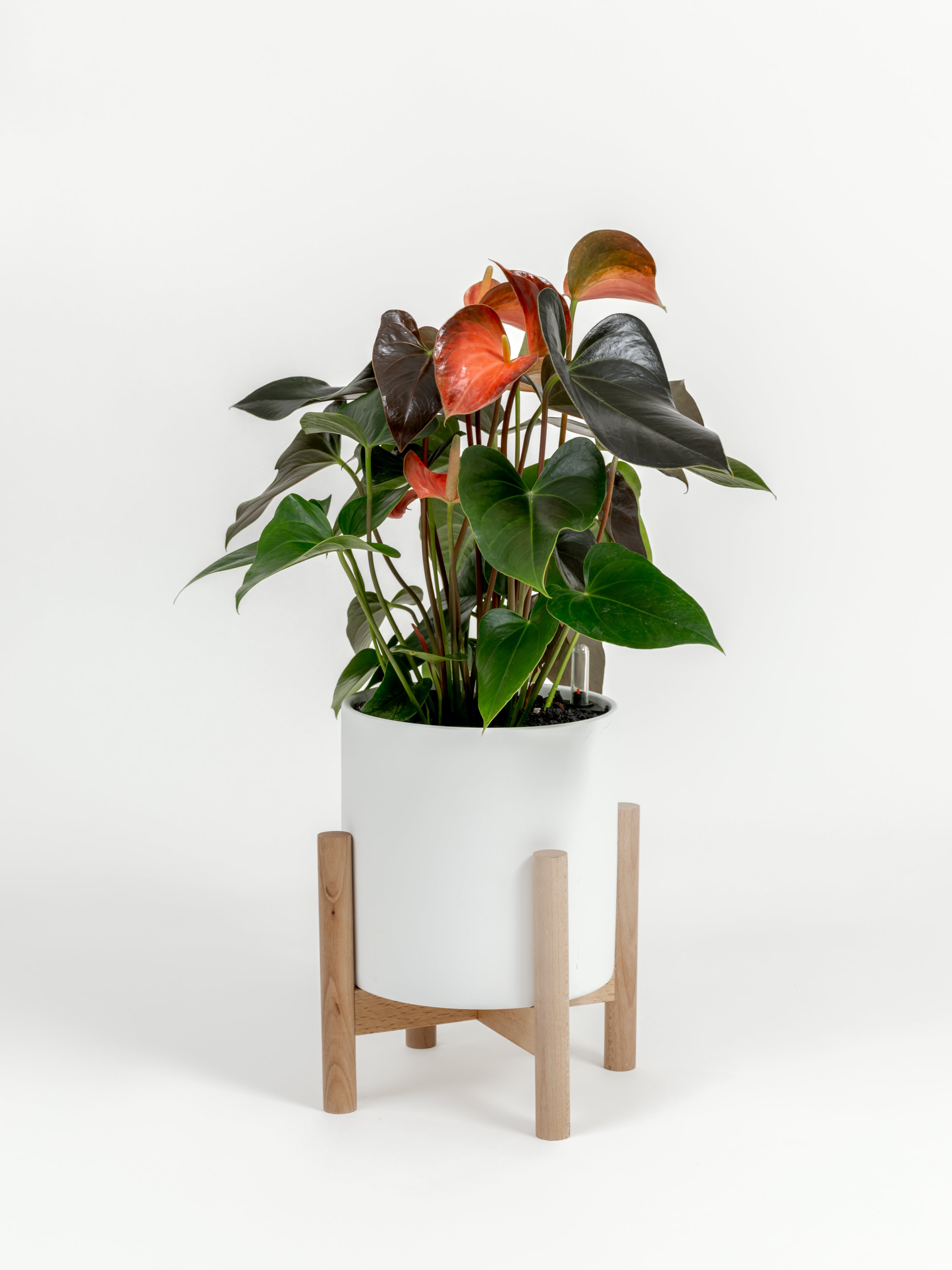 Anthurium andraeanum 'Pink' (medium)