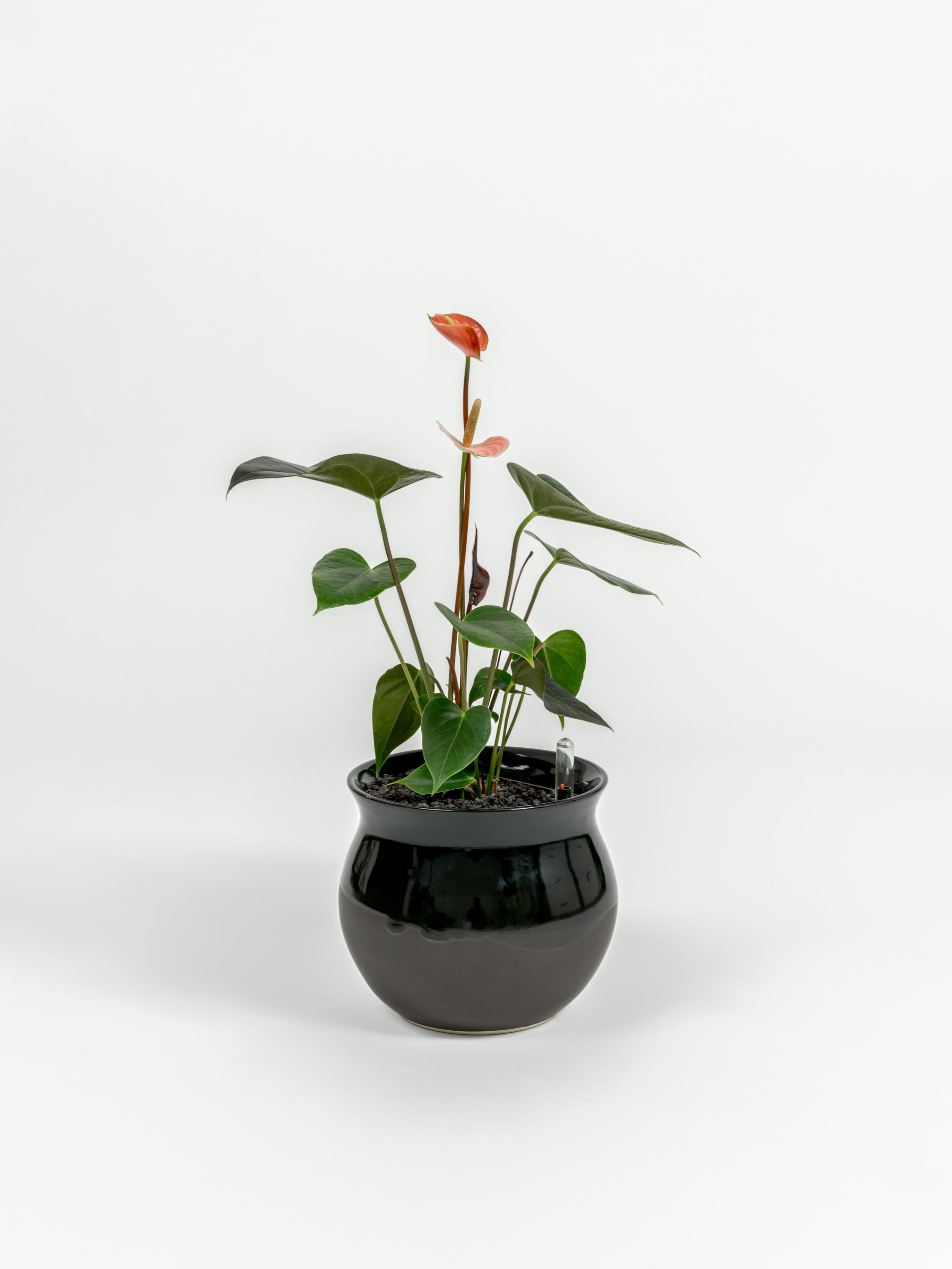 Anthurium andraeanum 'Pink' (small)