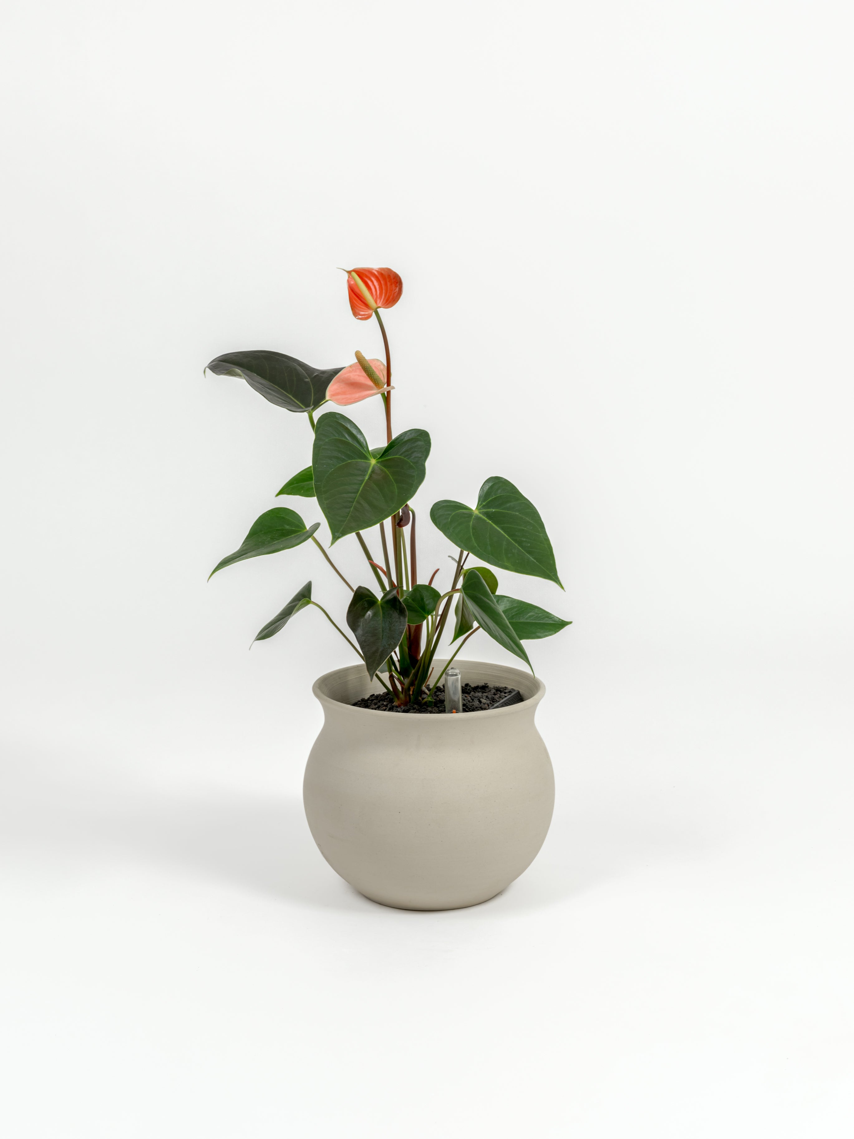 Anthurium andraeanum 'Pink' (small)
