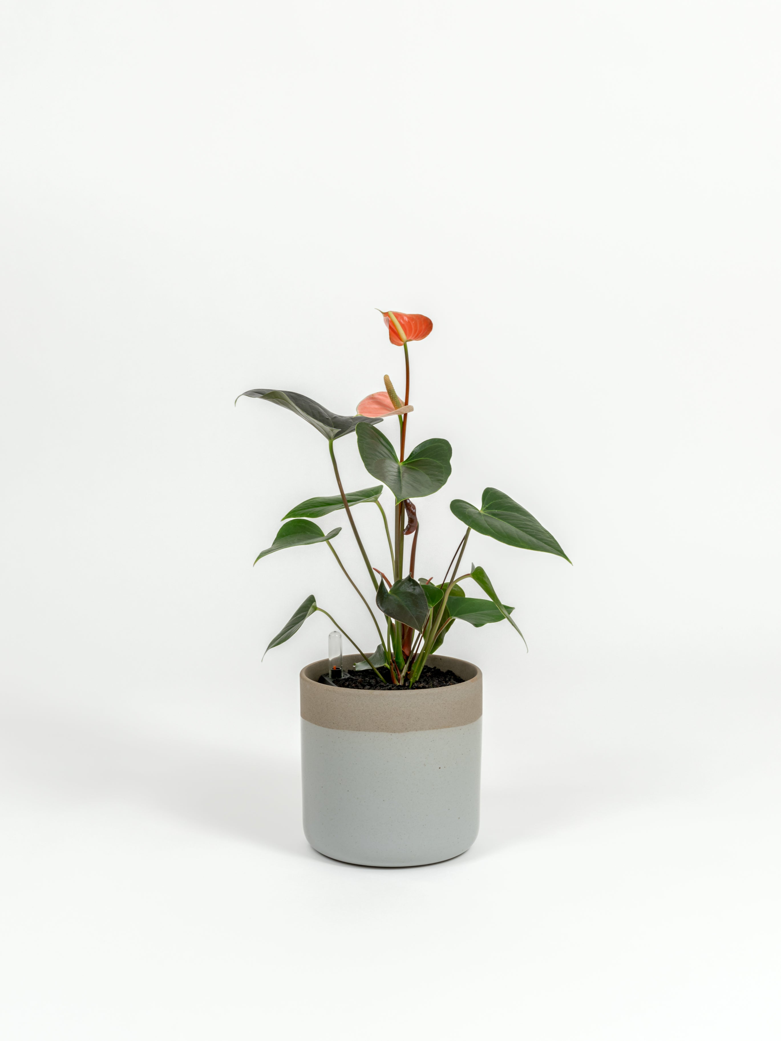 Anthurium andraeanum 'Pink' (small)