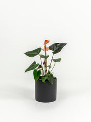 Anthurium Pink - Anthurium andraeanum 'Pink' - in a medium black PLANTWELL premium self-watering ceramic pot - Pacific planter