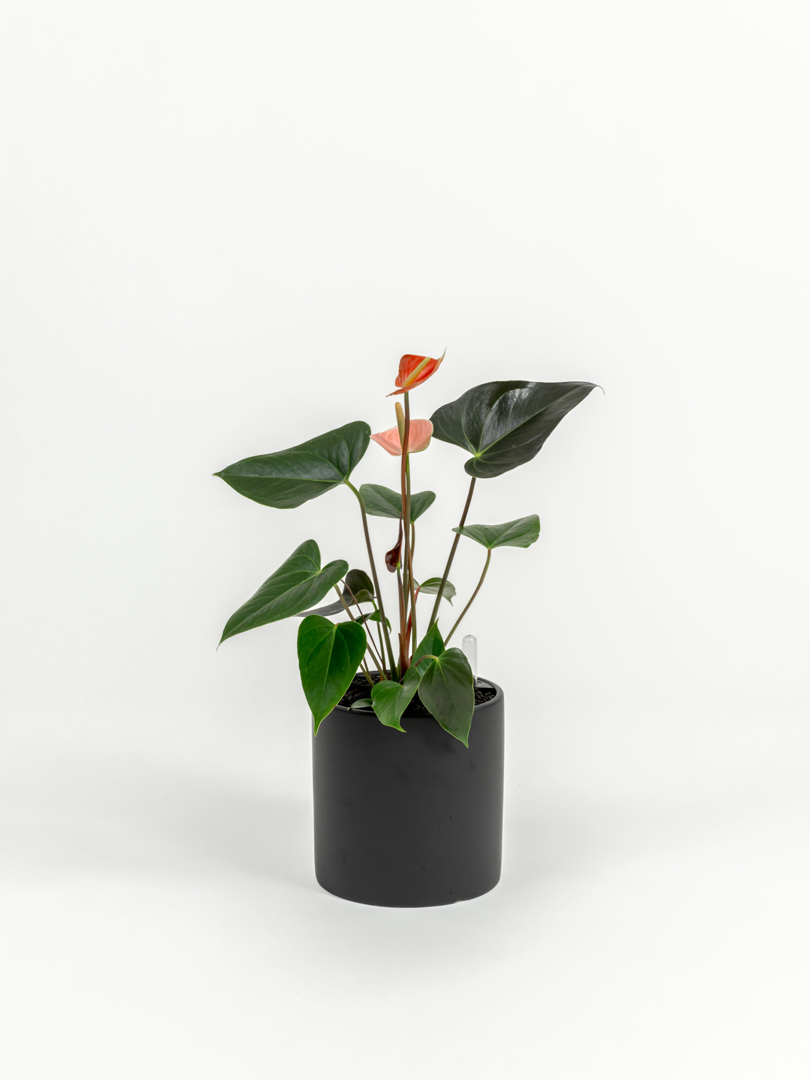 Anthurium andraeanum 'Pink' (small)