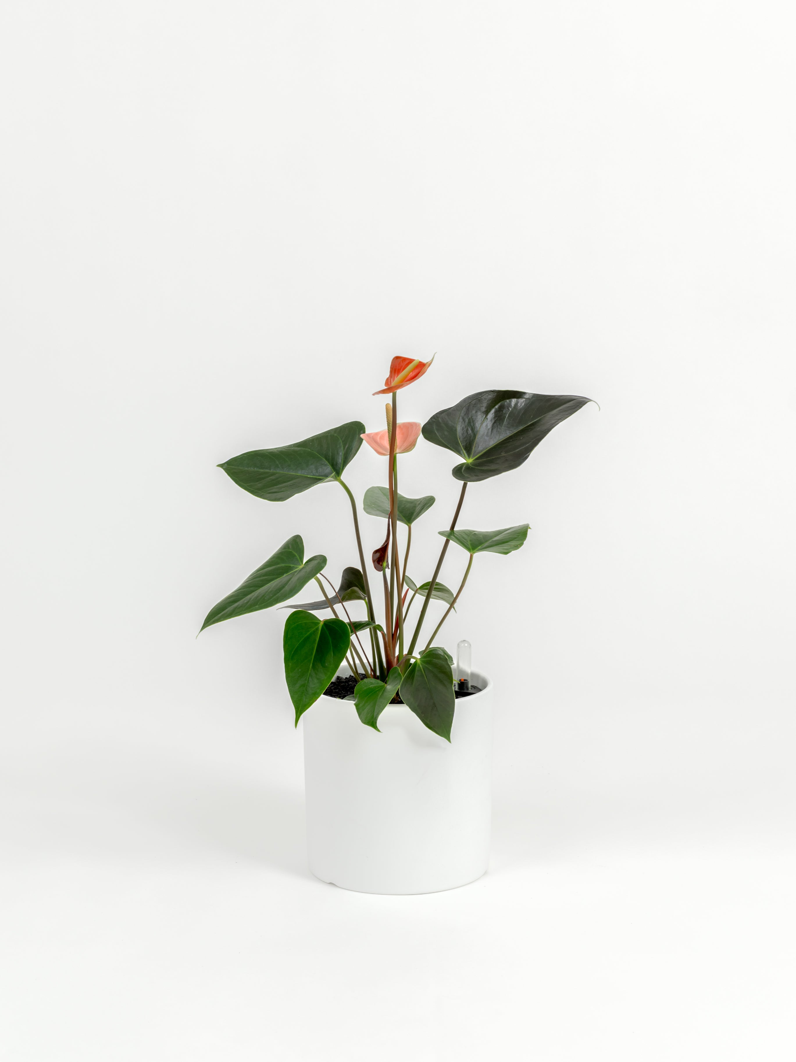 Anthurium andraeanum 'Pink' (small)