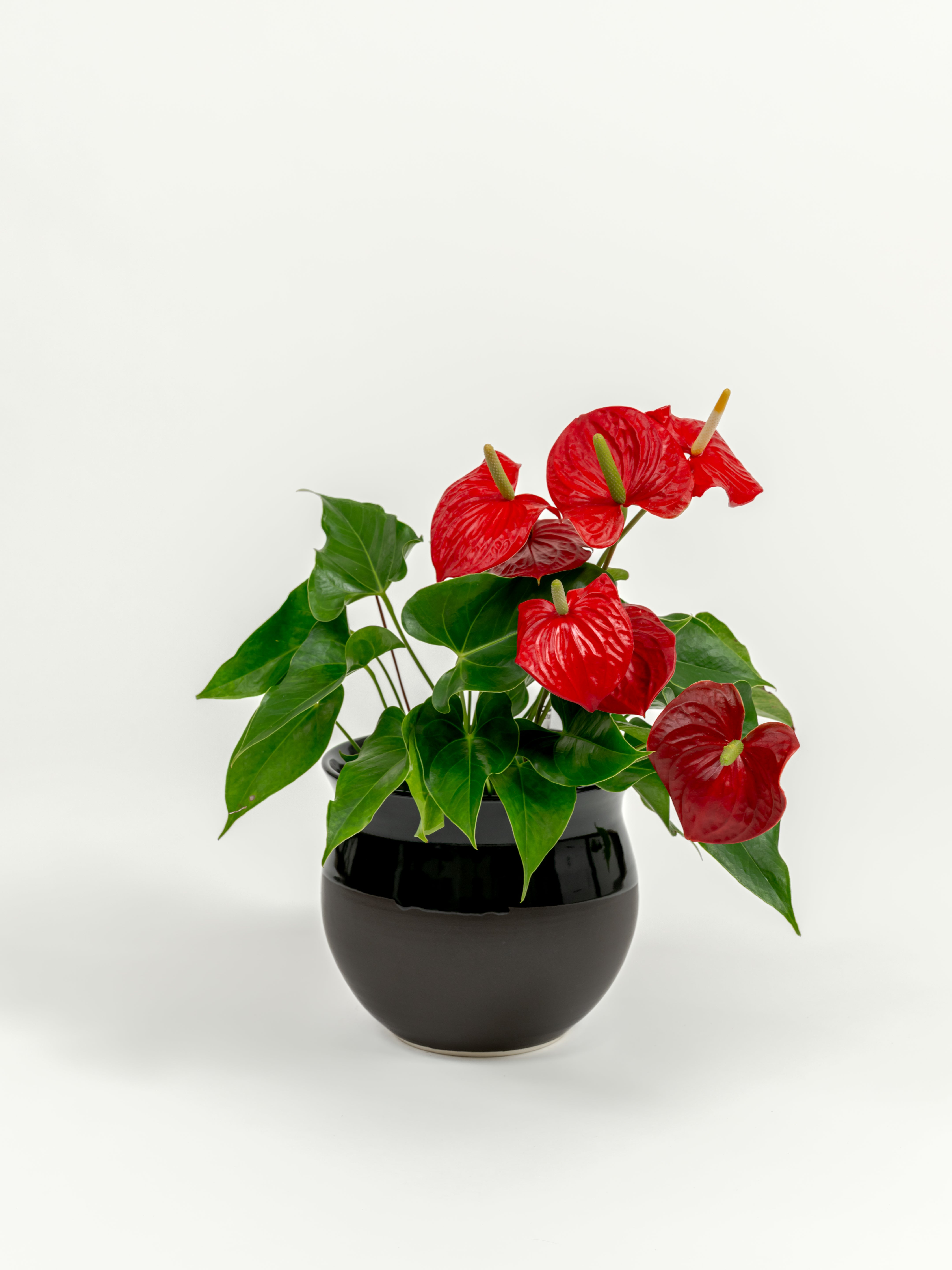 Anthurium Red - Anthurium andraeanum - in a medium dipped black premium self-watering ceramic pot - leucadia planter