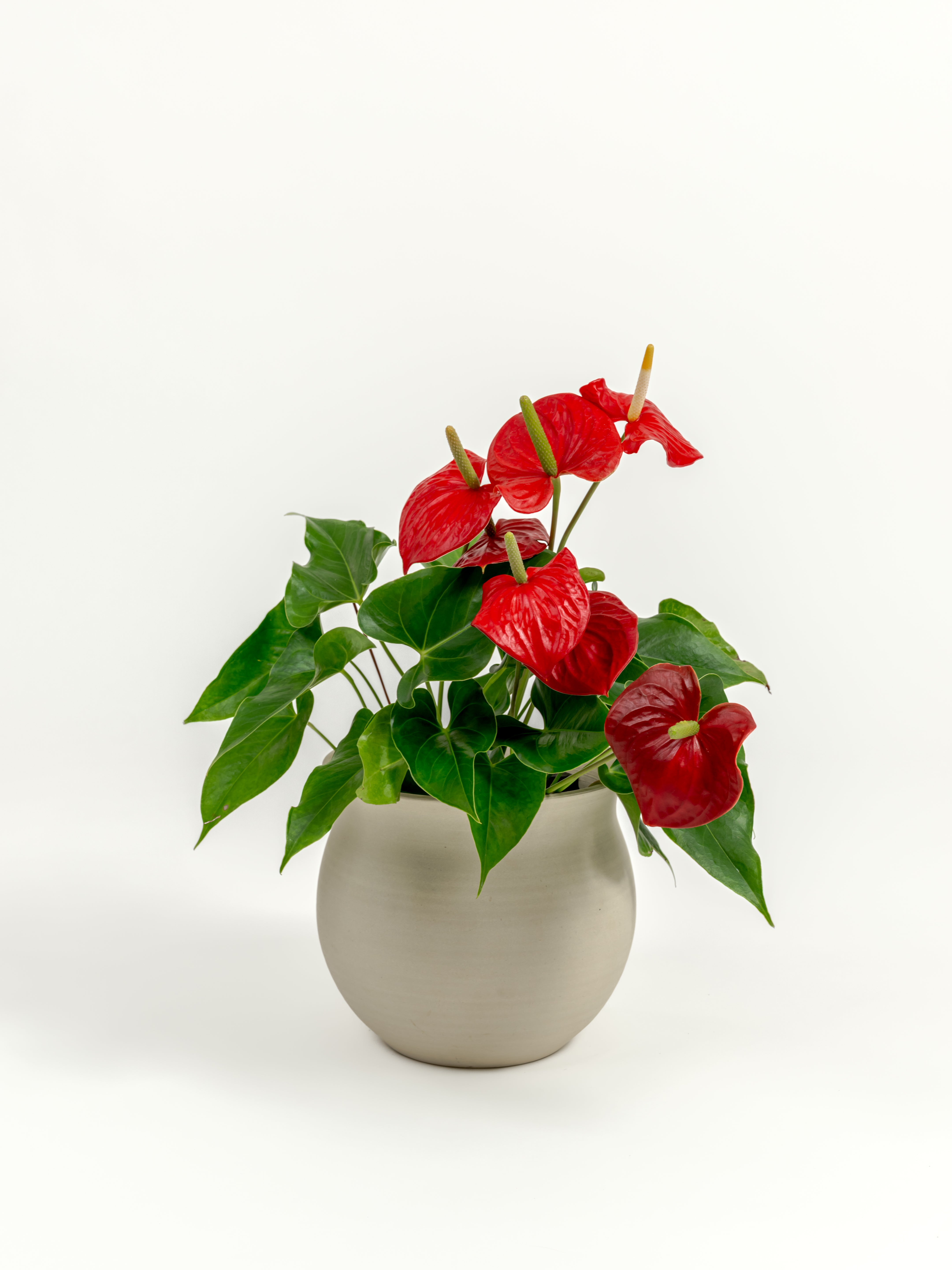 Anthurium Red - Anthurium andraeanum - in a medium natural clay premium self-watering ceramic pot - leucadia planter